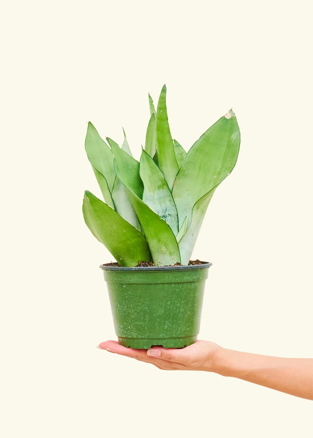 Moonshine Snake Plant - Image 11
