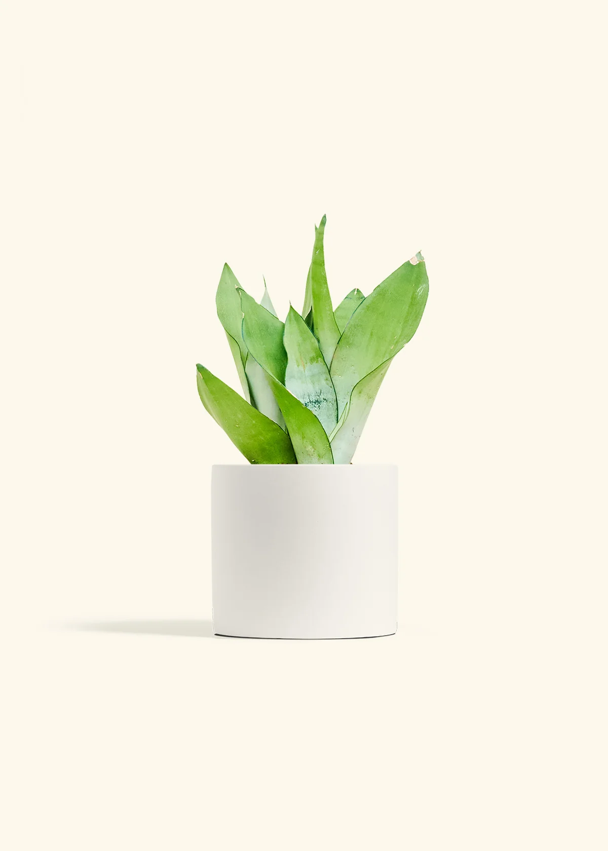 Moonshine Snake Plant - Image 12