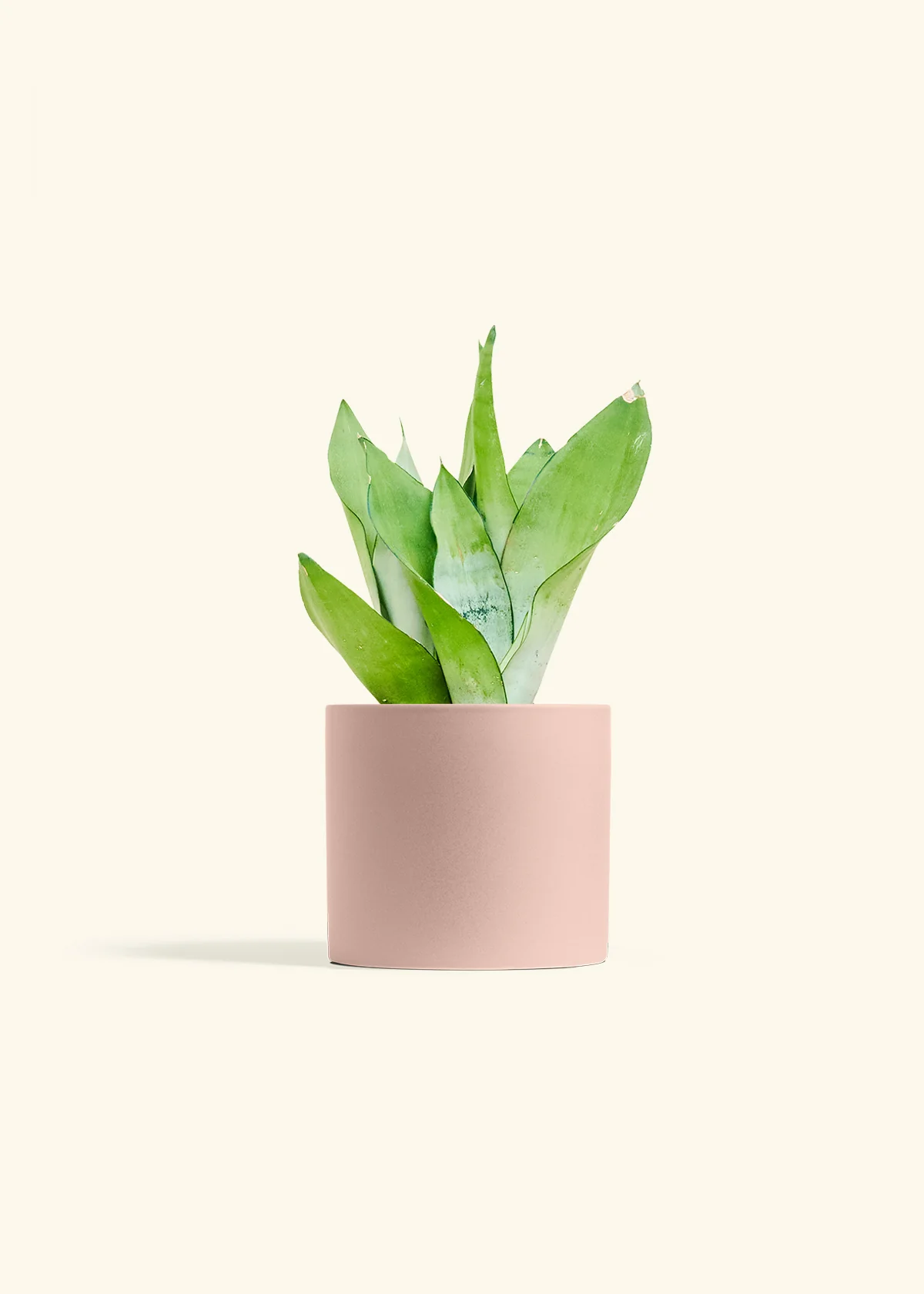 Moonshine Snake Plant - Image 13