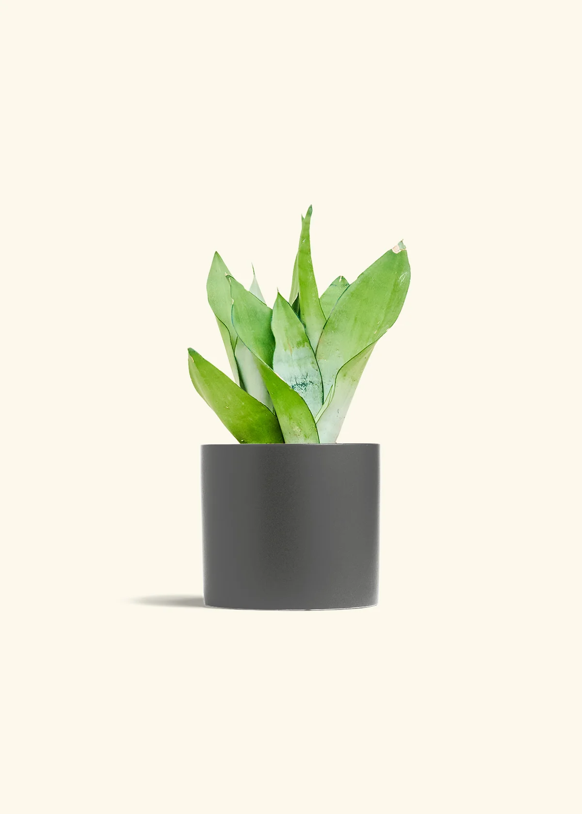 Moonshine Snake Plant - Image 14