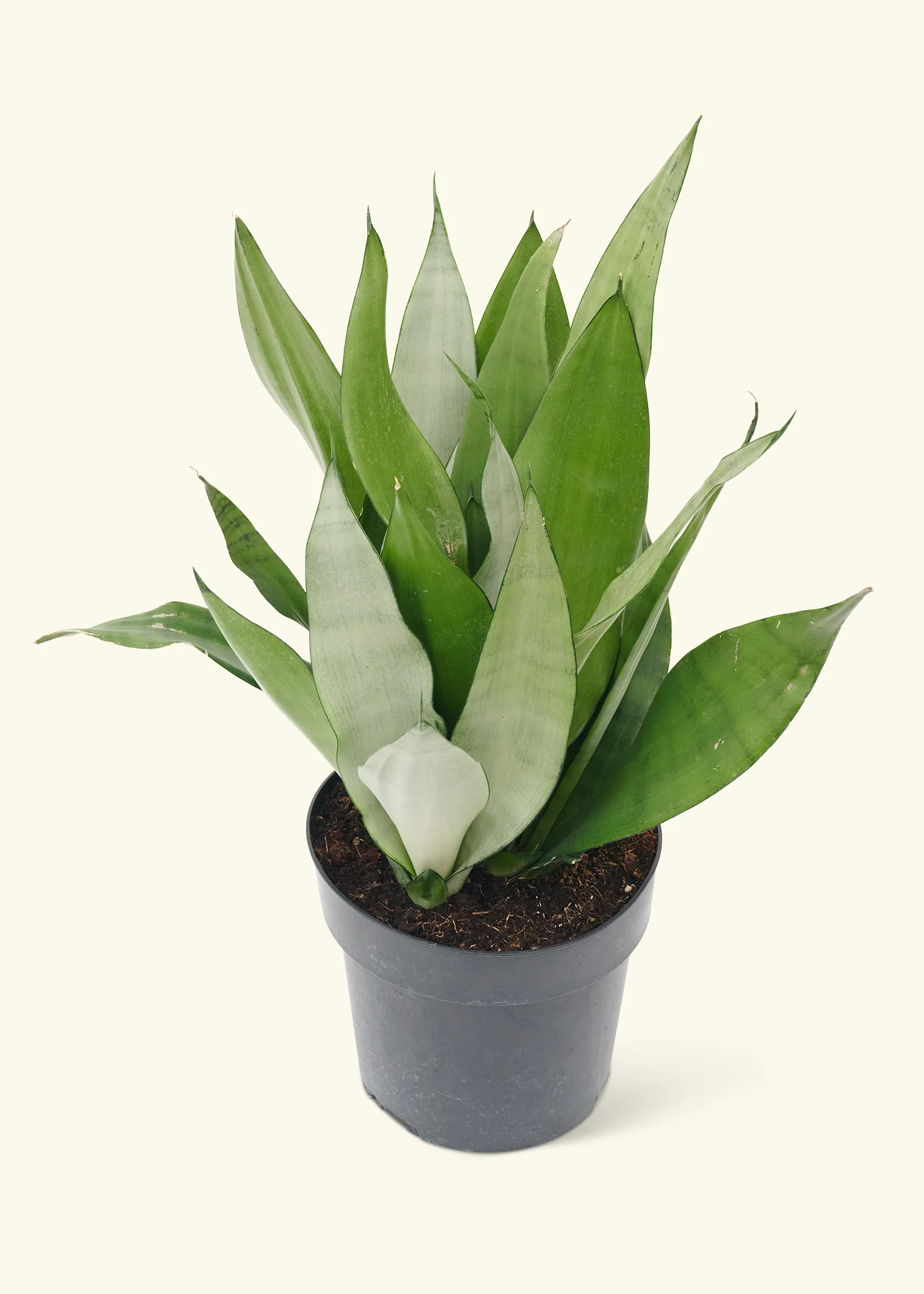 Moonshine Snake Plant - Image 15