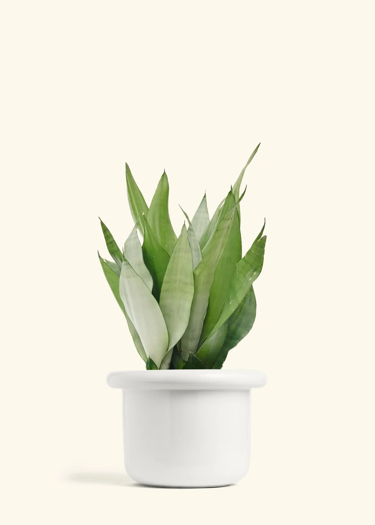 Moonshine Snake Plant - Image 16