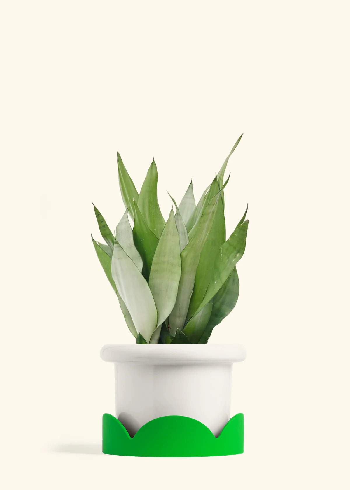 Moonshine Snake Plant - Image 17