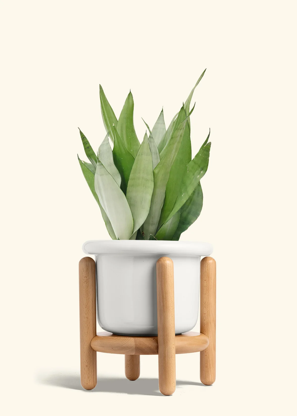 Moonshine Snake Plant - Image 19