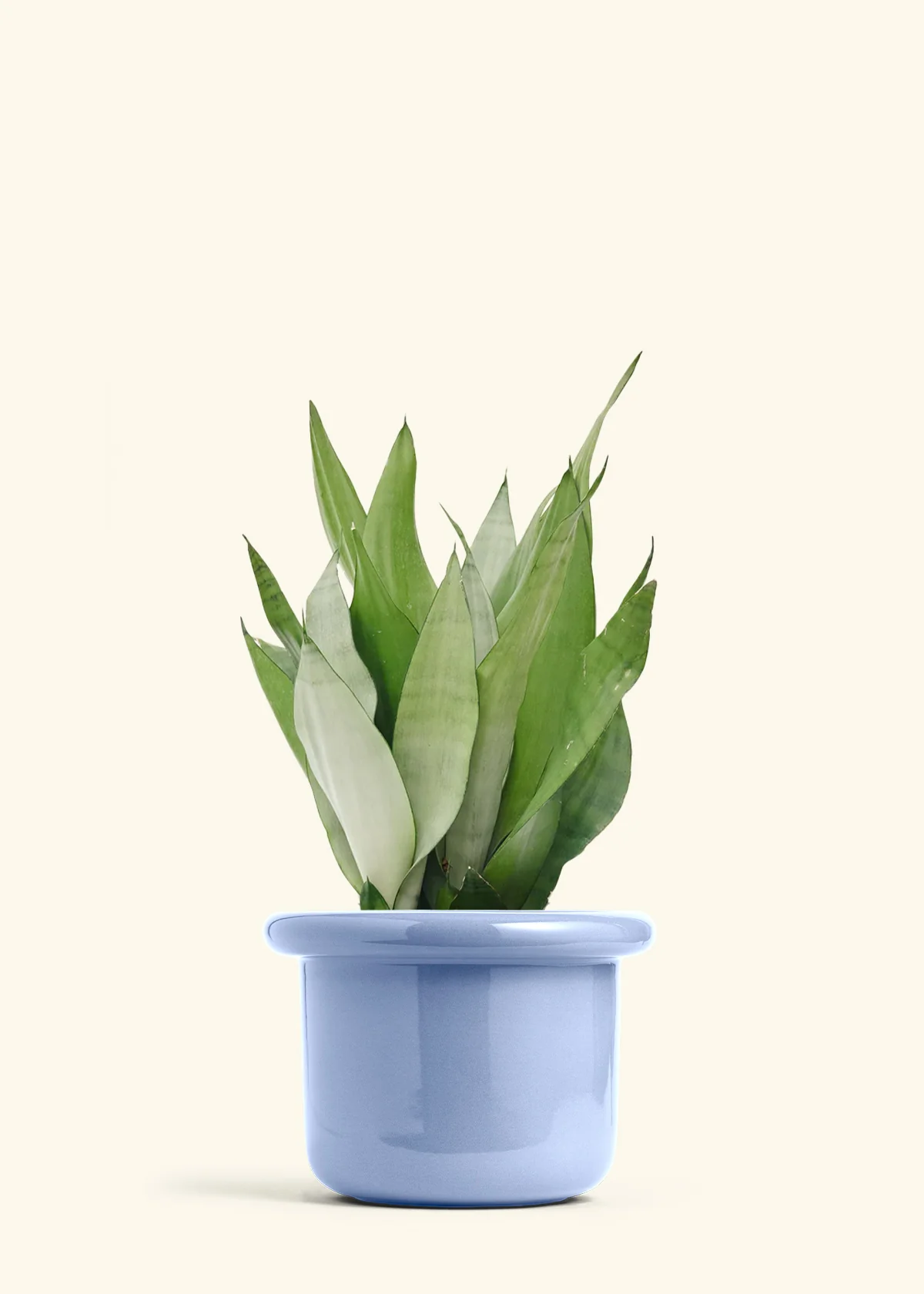 Moonshine Snake Plant - Image 20