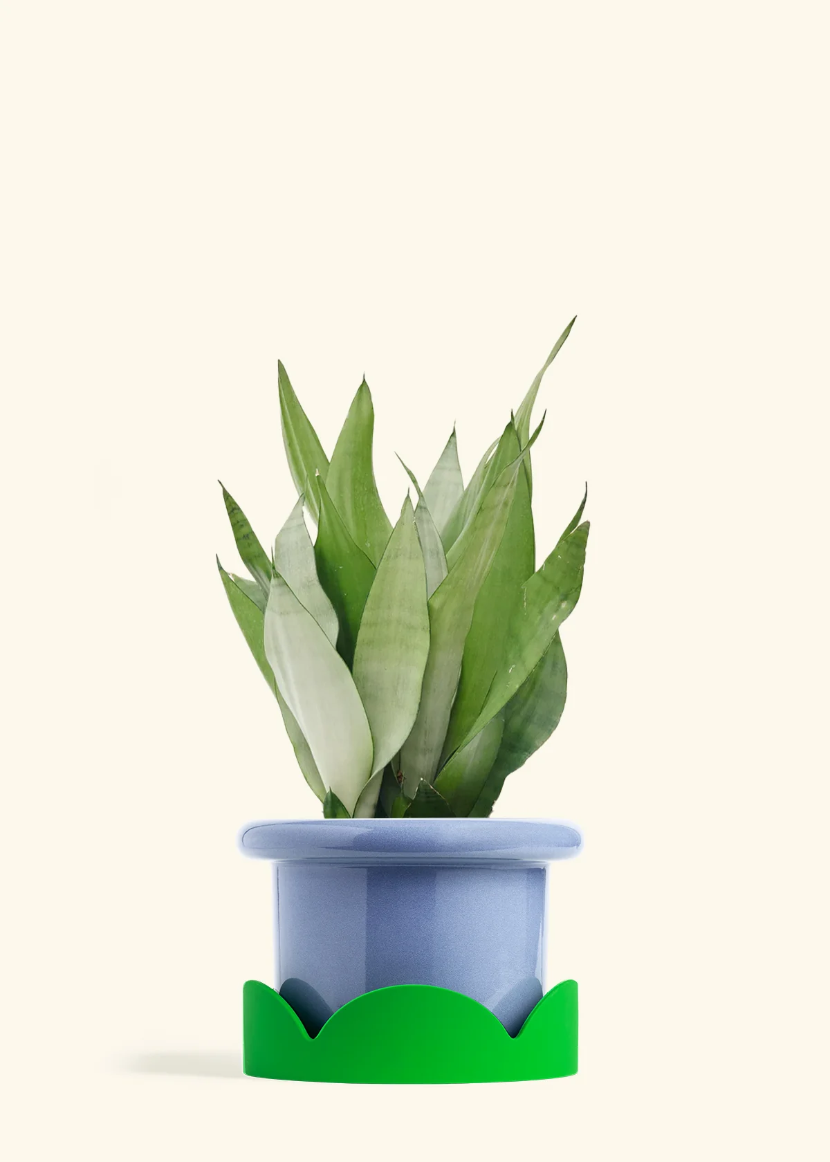 Moonshine Snake Plant - Image 21
