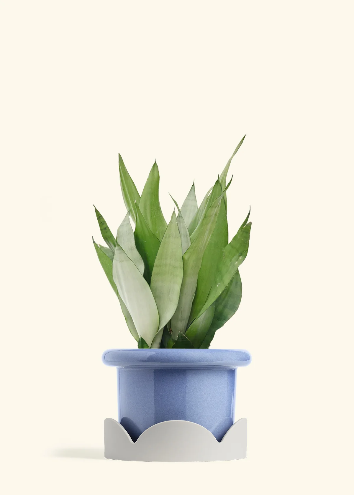 Moonshine Snake Plant - Image 22