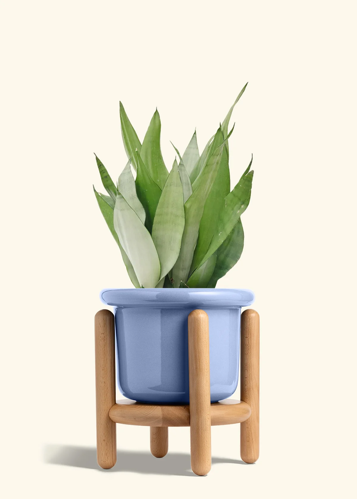 Moonshine Snake Plant - Image 23
