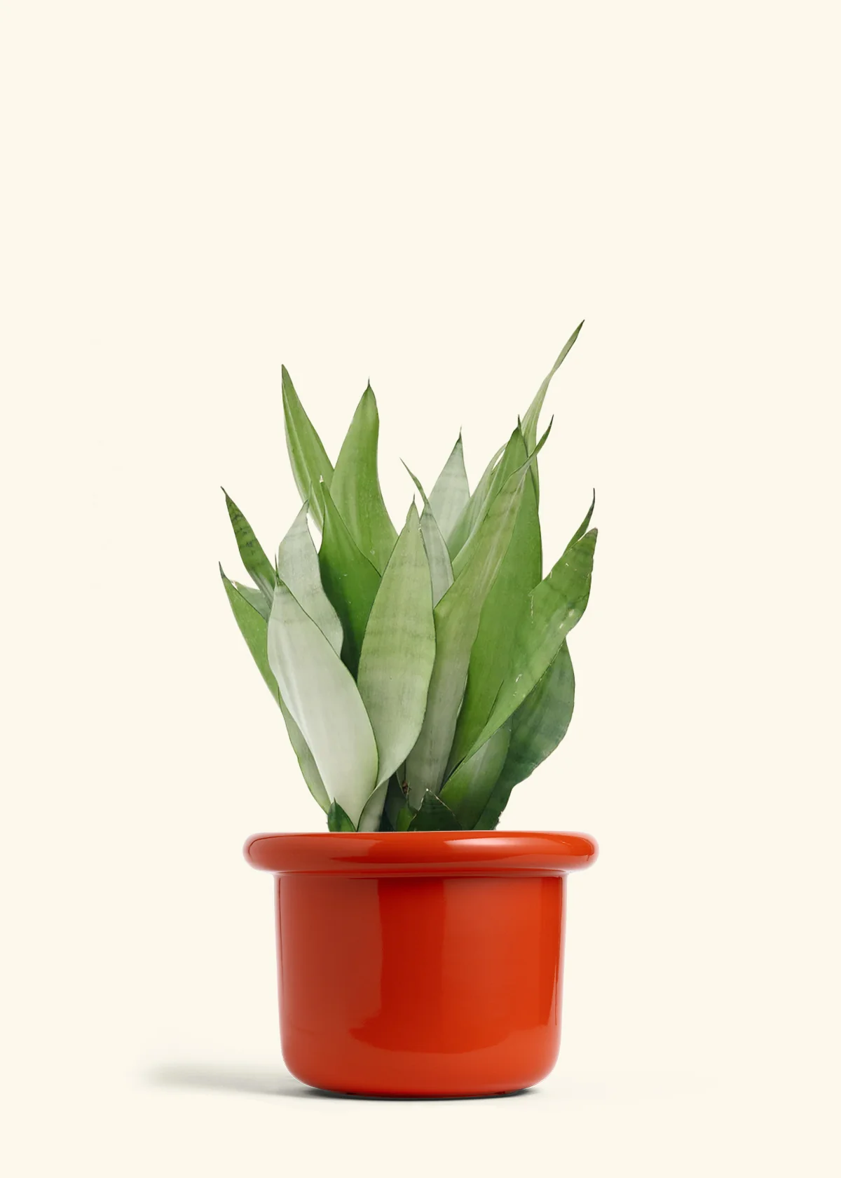 Moonshine Snake Plant - Image 24
