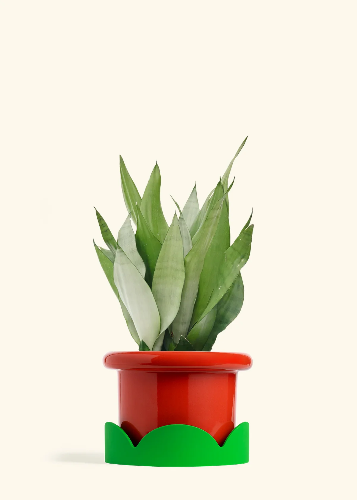 Moonshine Snake Plant - Image 25