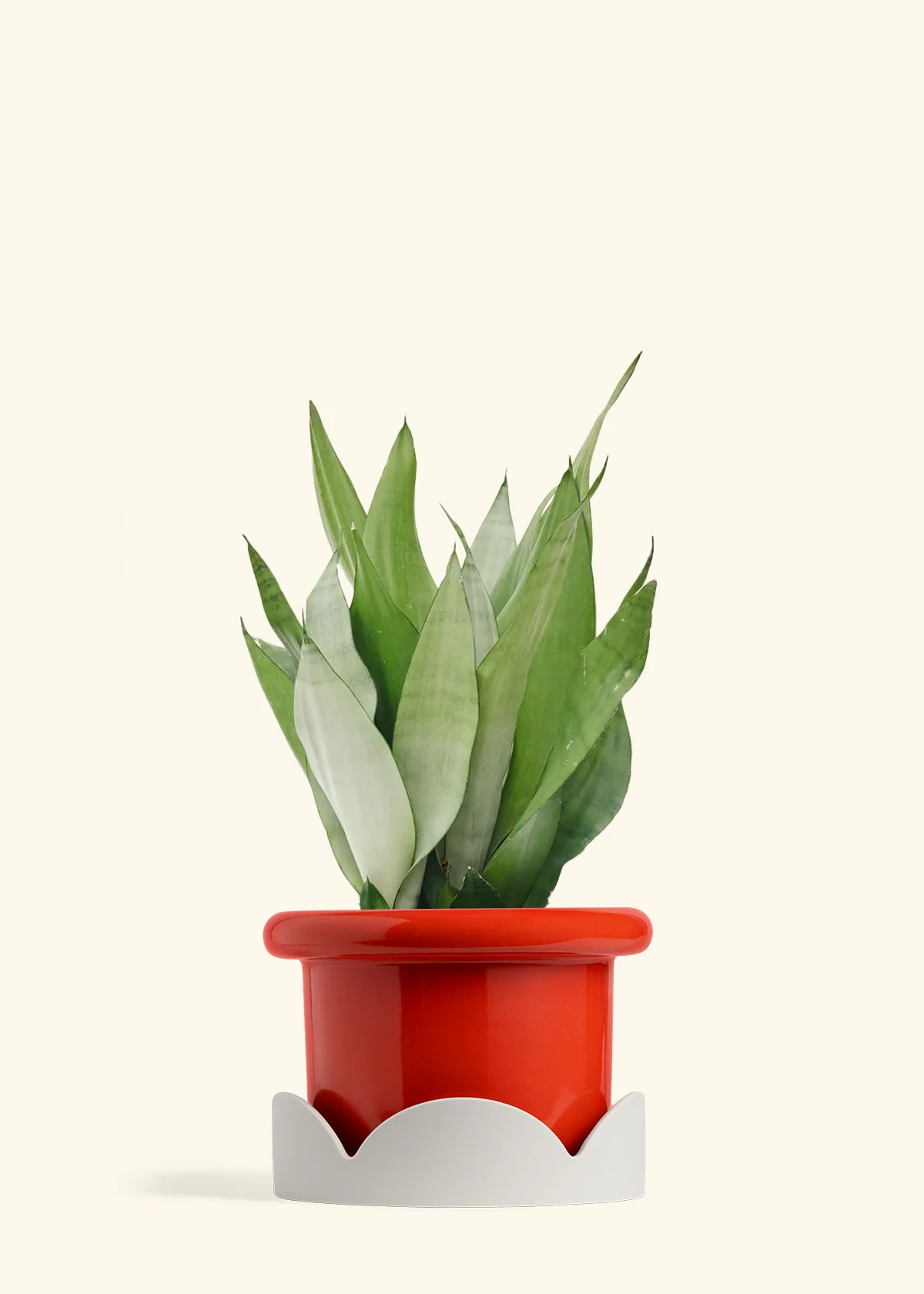 Moonshine Snake Plant - Image 26
