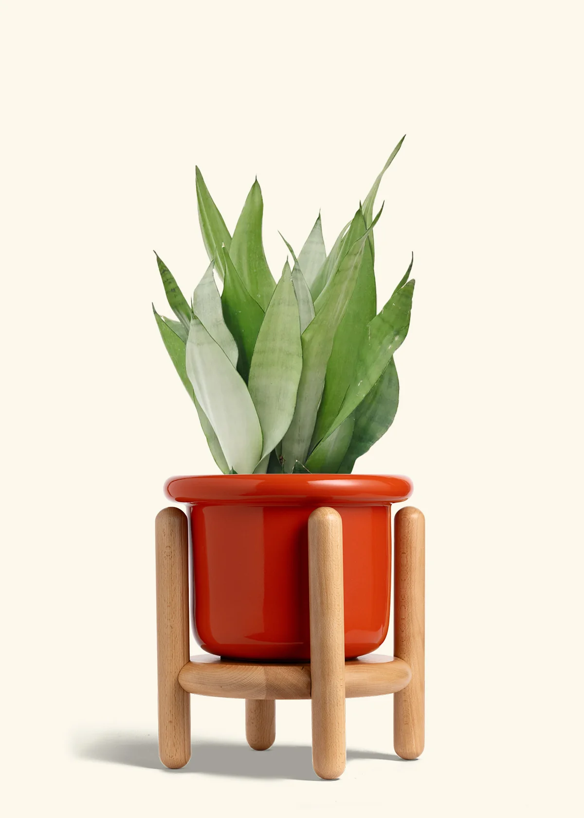 Moonshine Snake Plant - Image 27