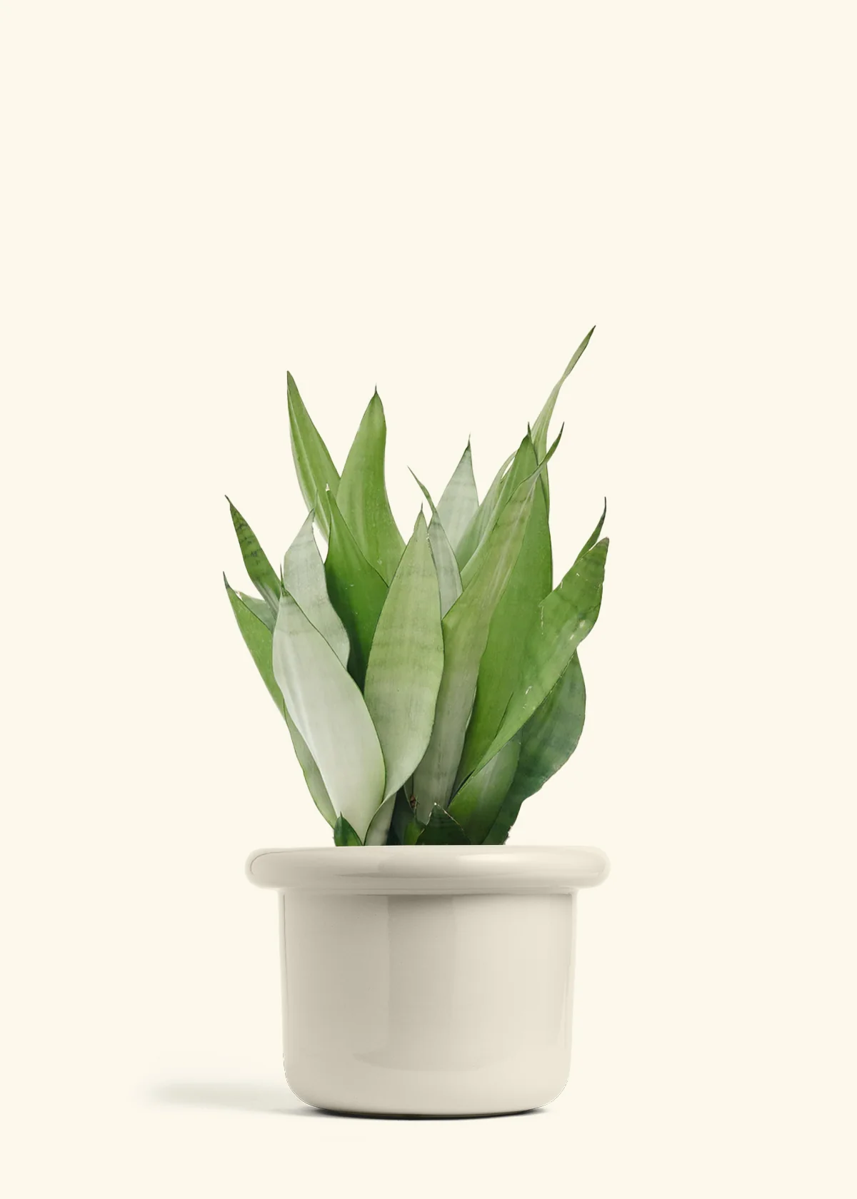 Moonshine Snake Plant - Image 28