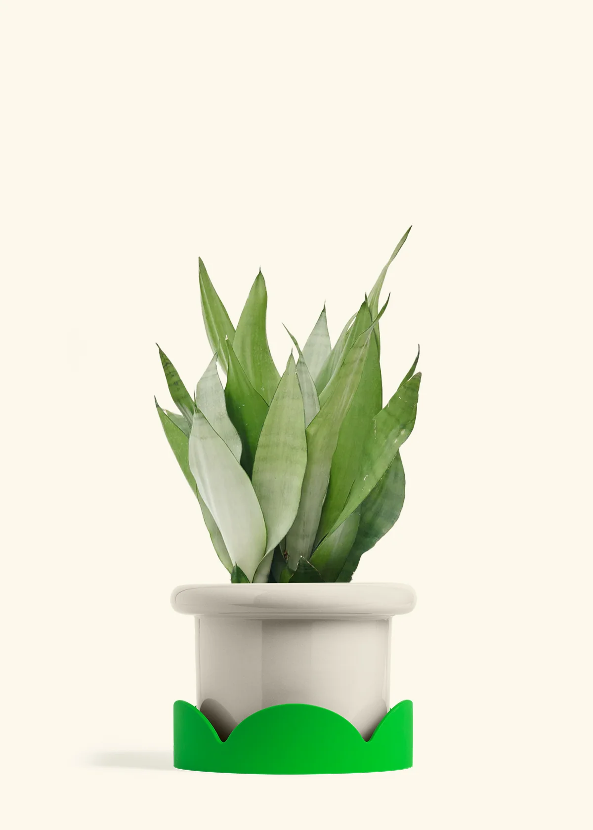 Moonshine Snake Plant - Image 29