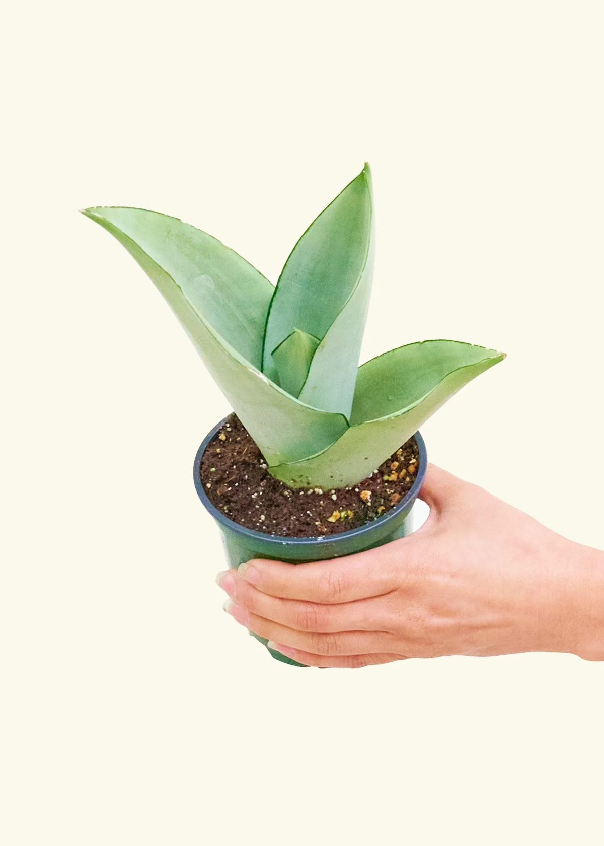 Moonshine Snake Plant - Image 3