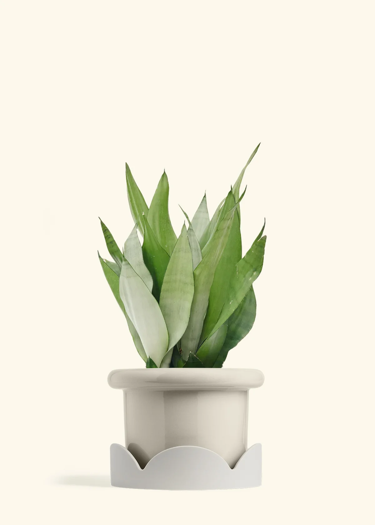 Moonshine Snake Plant - Image 30
