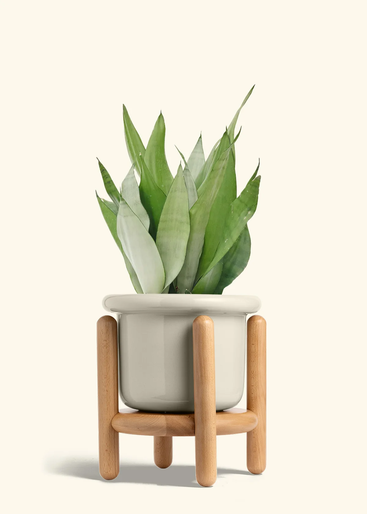 Moonshine Snake Plant - Image 31