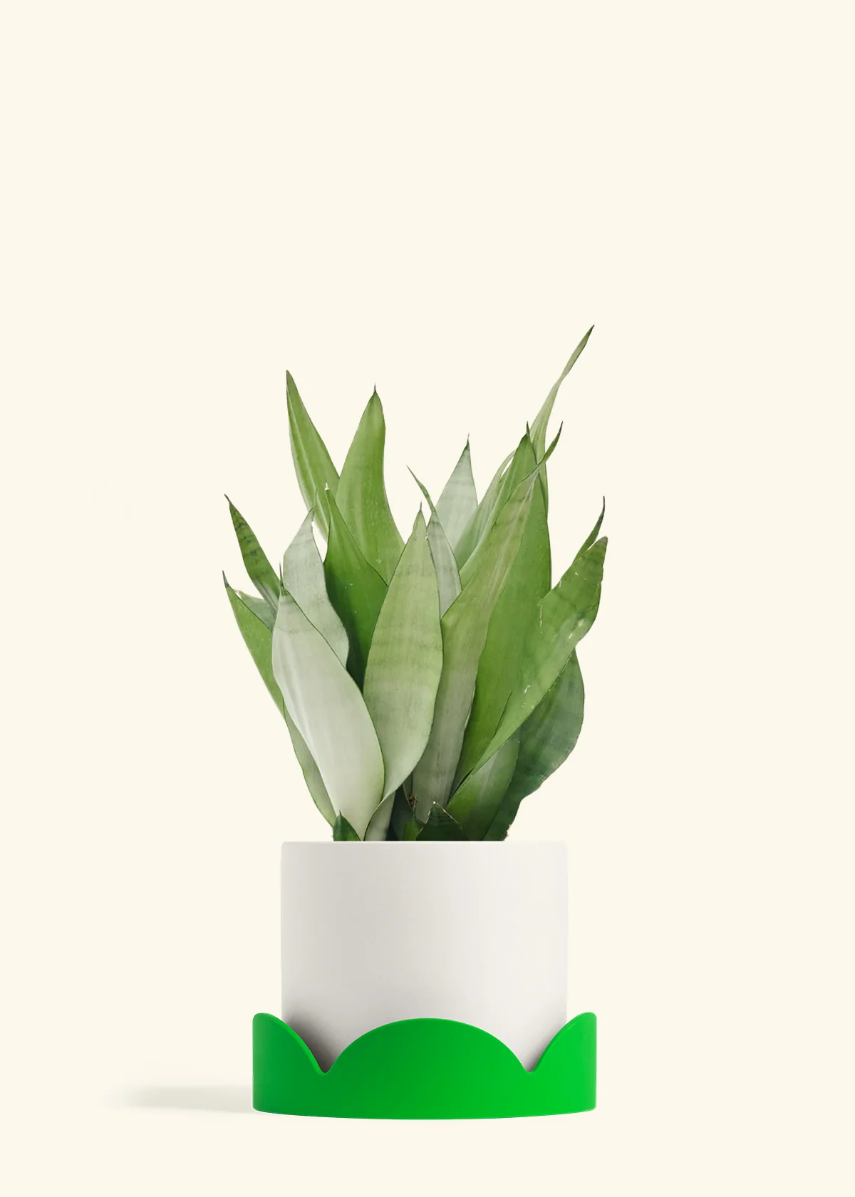 Moonshine Snake Plant - Image 32