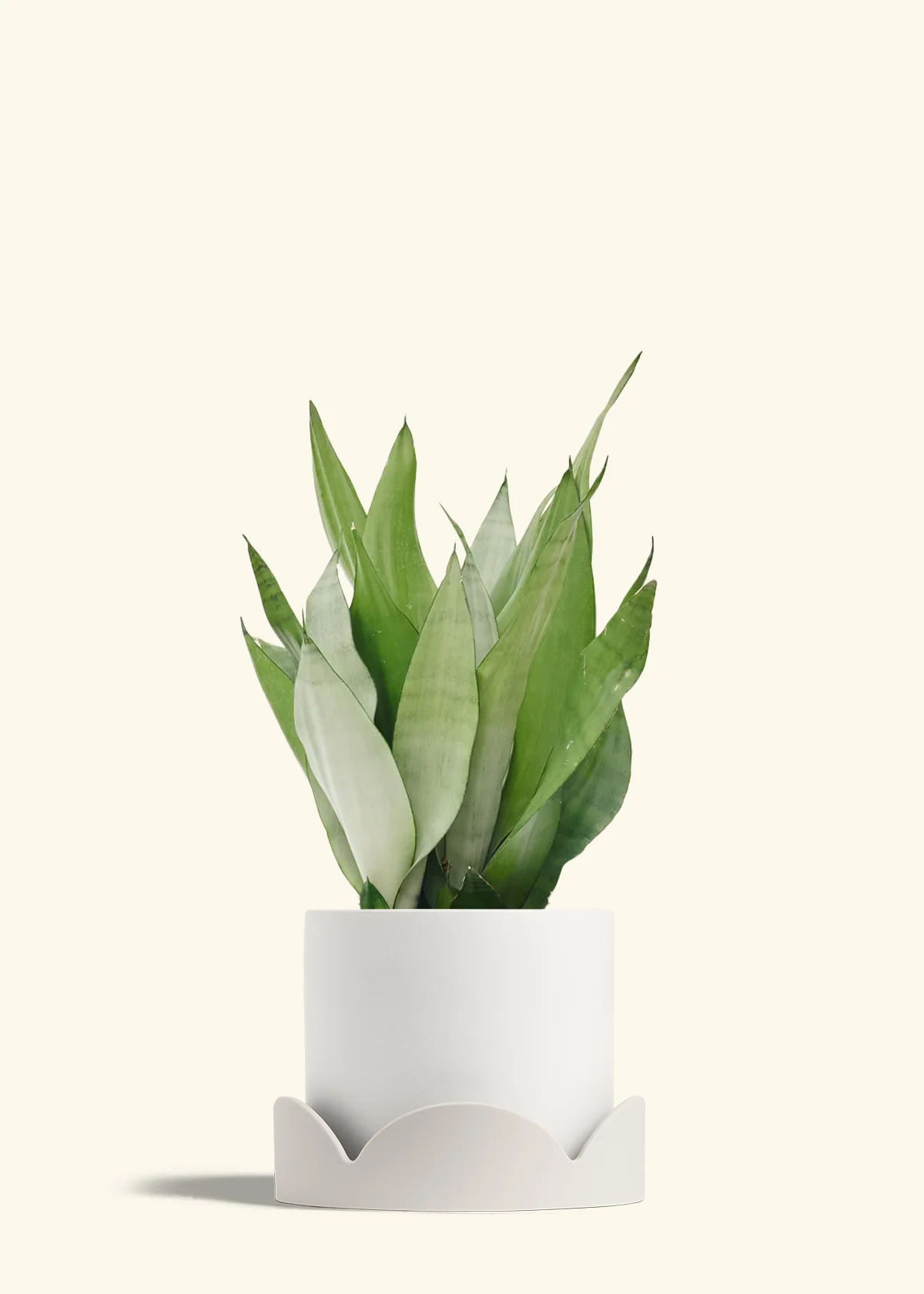 Moonshine Snake Plant - Image 33