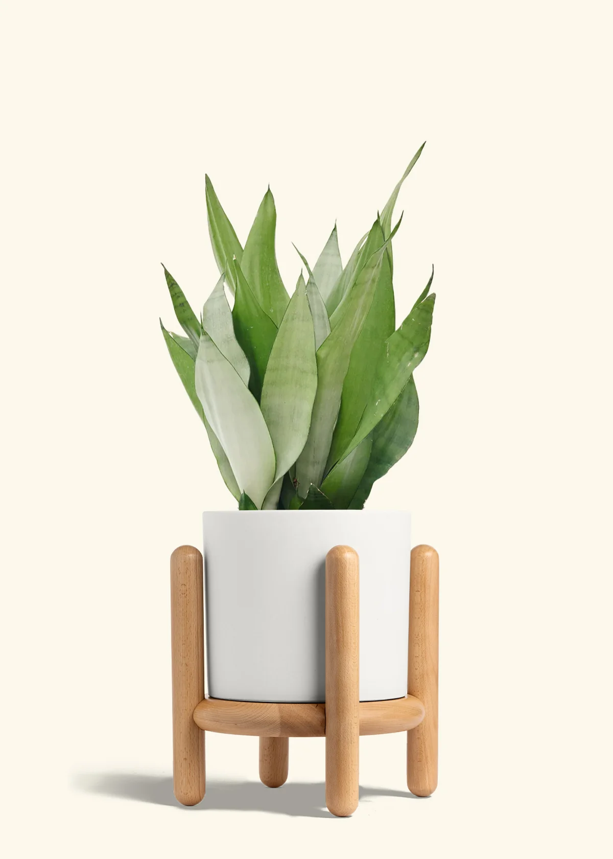 Moonshine Snake Plant - Image 34
