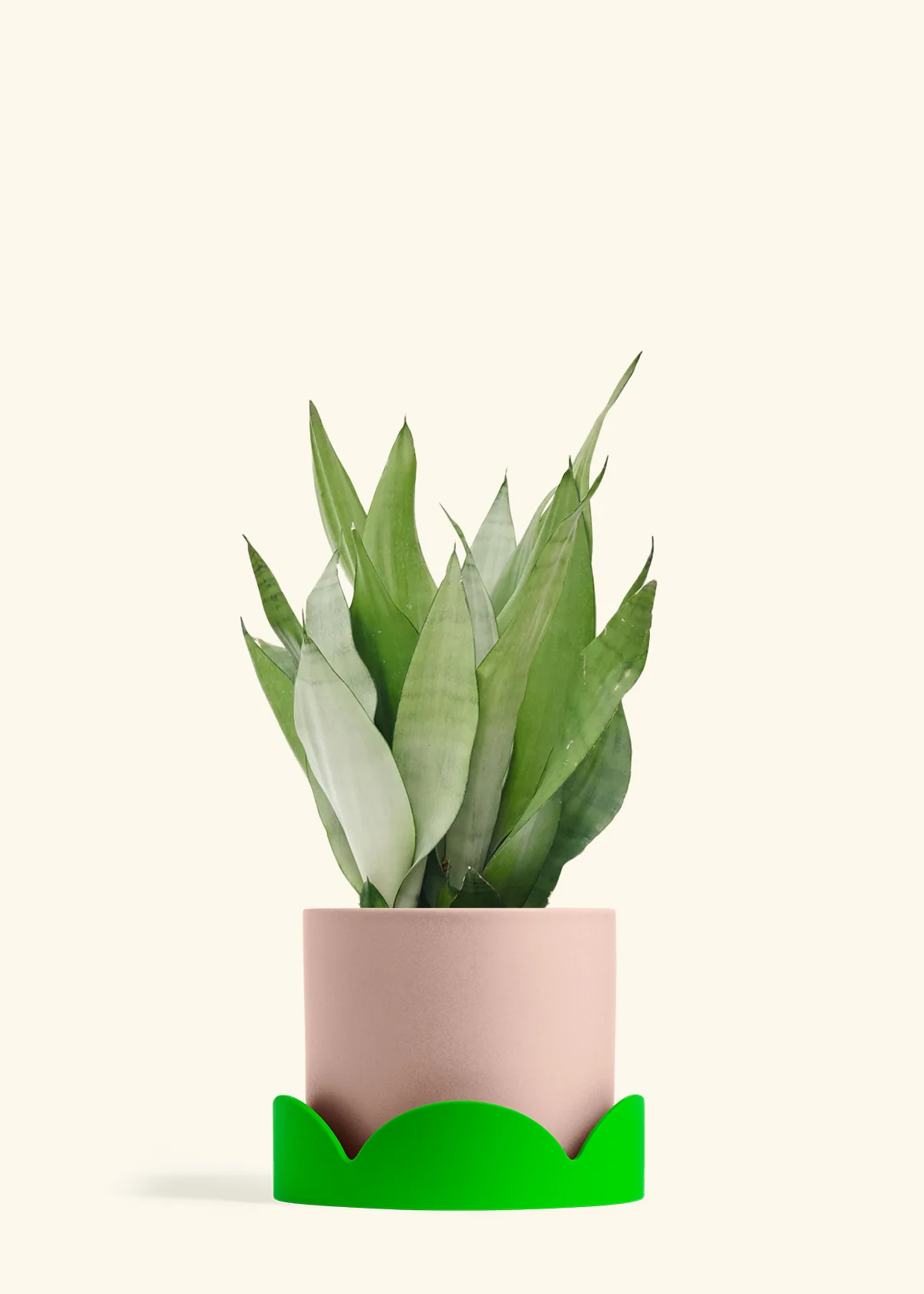 Moonshine Snake Plant - Image 35