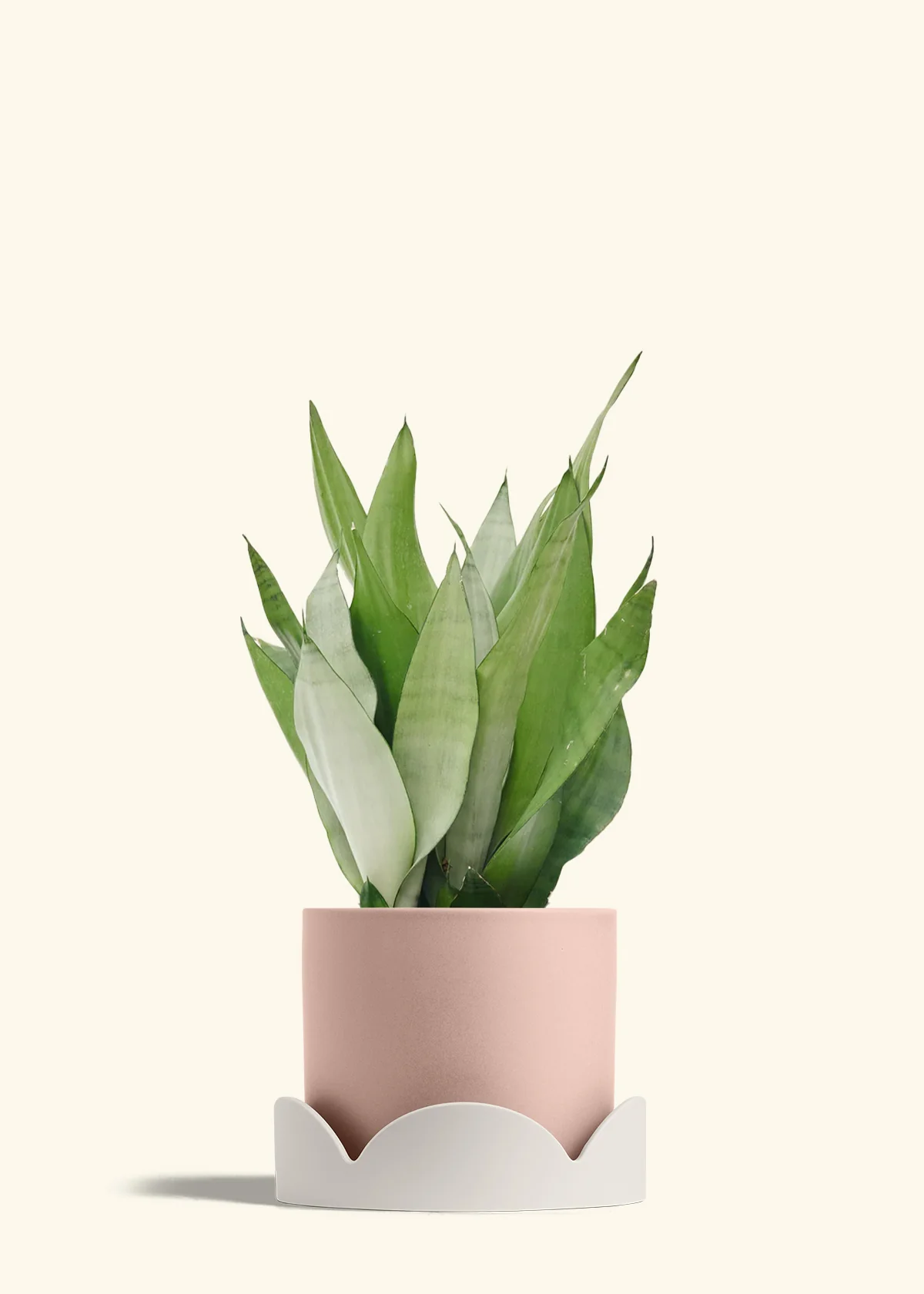 Moonshine Snake Plant - Image 36