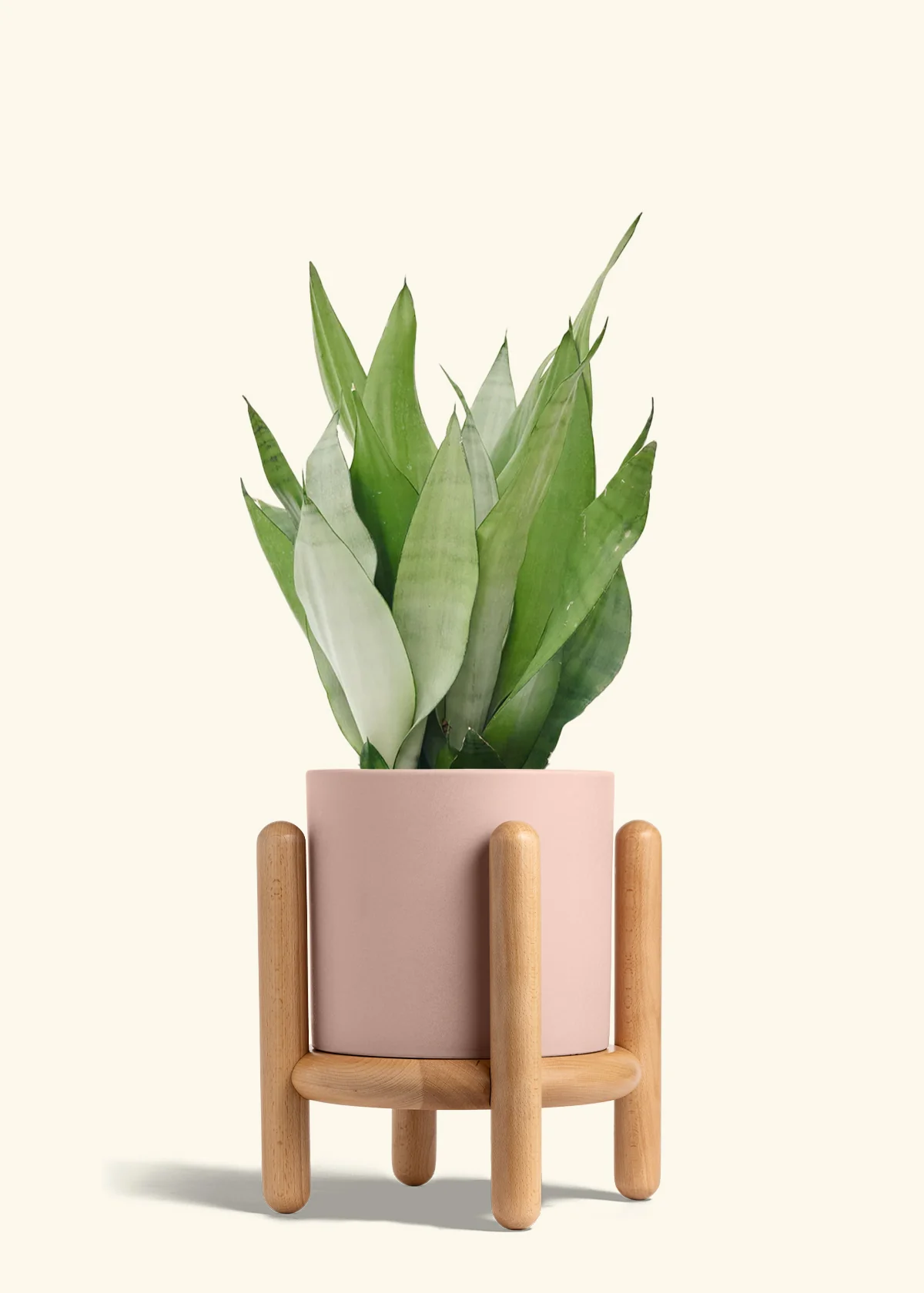 Moonshine Snake Plant - Image 37