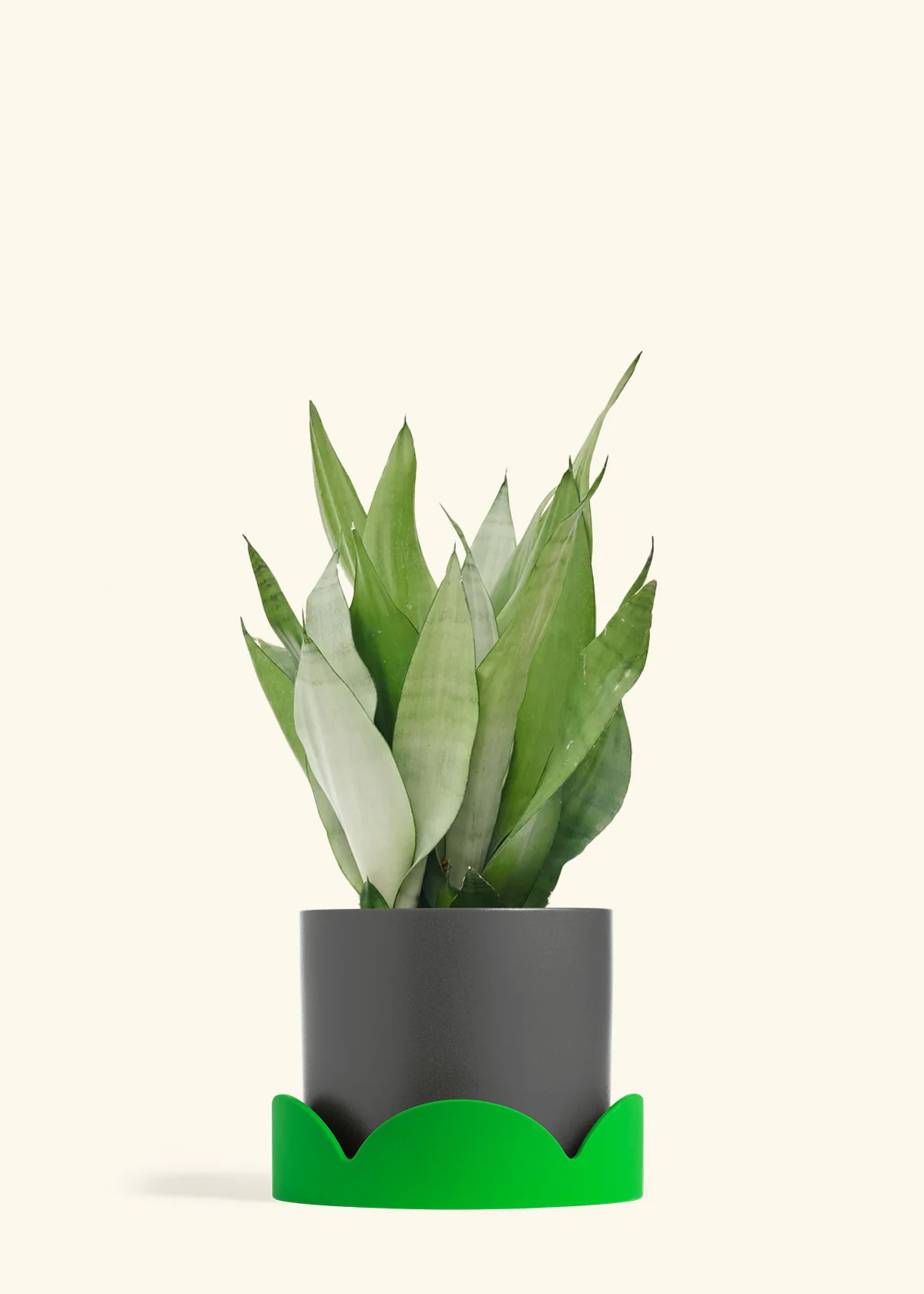 Moonshine Snake Plant - Image 38