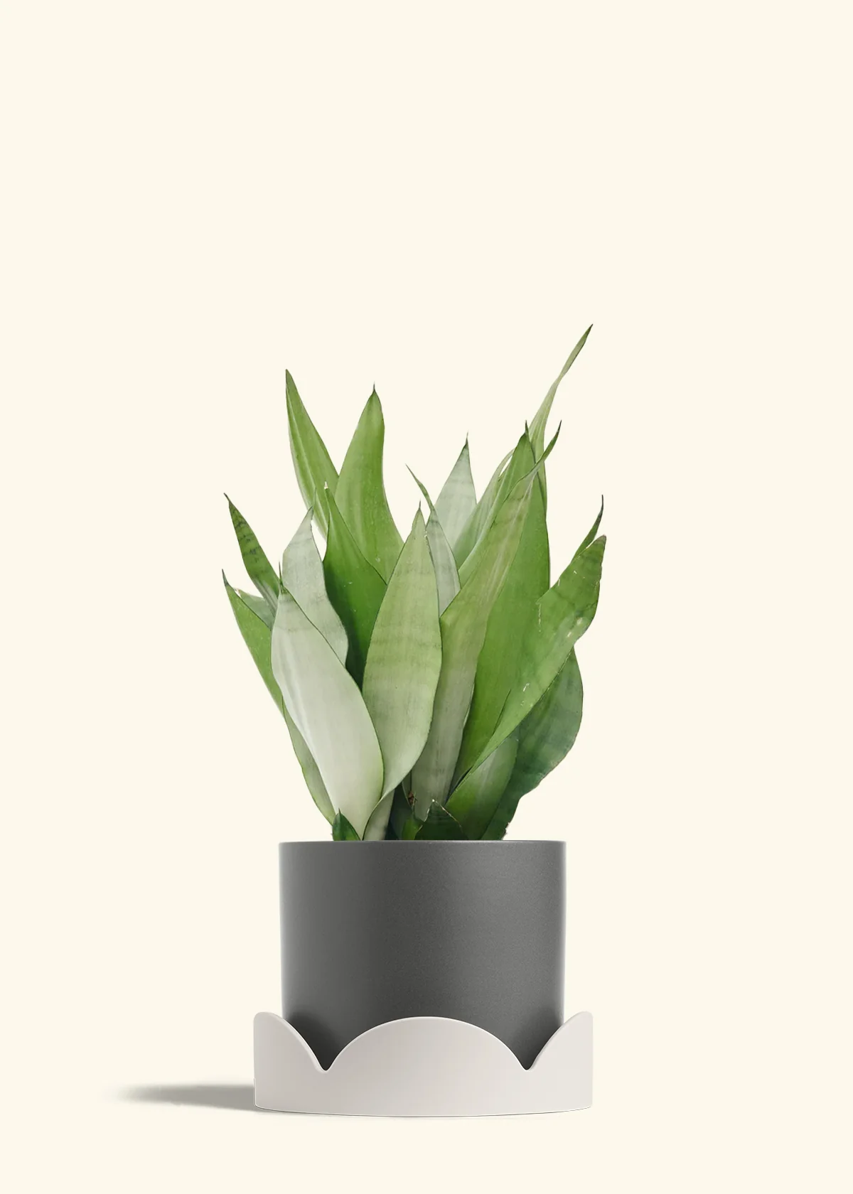 Moonshine Snake Plant - Image 39