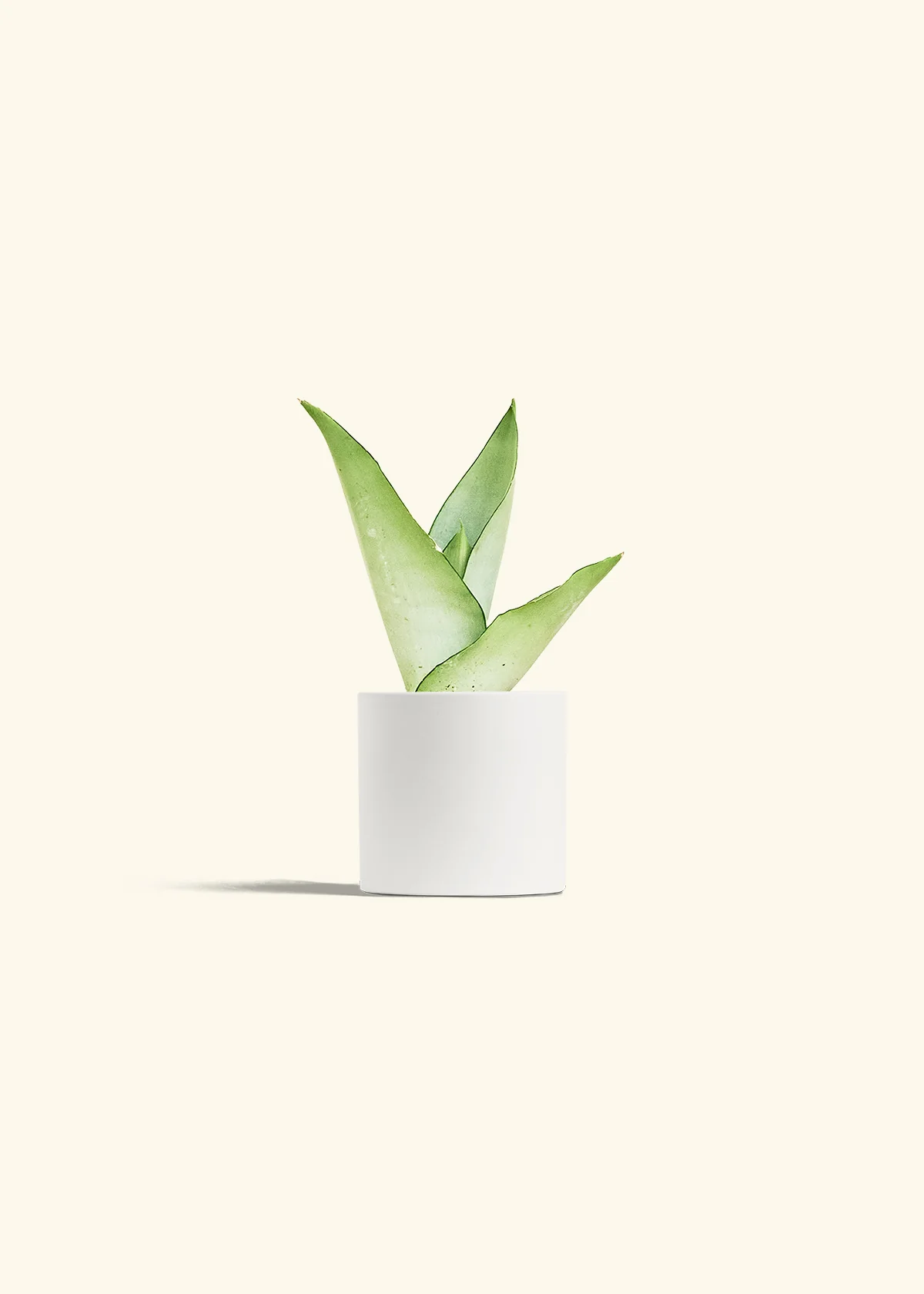 Moonshine Snake Plant - Image 4