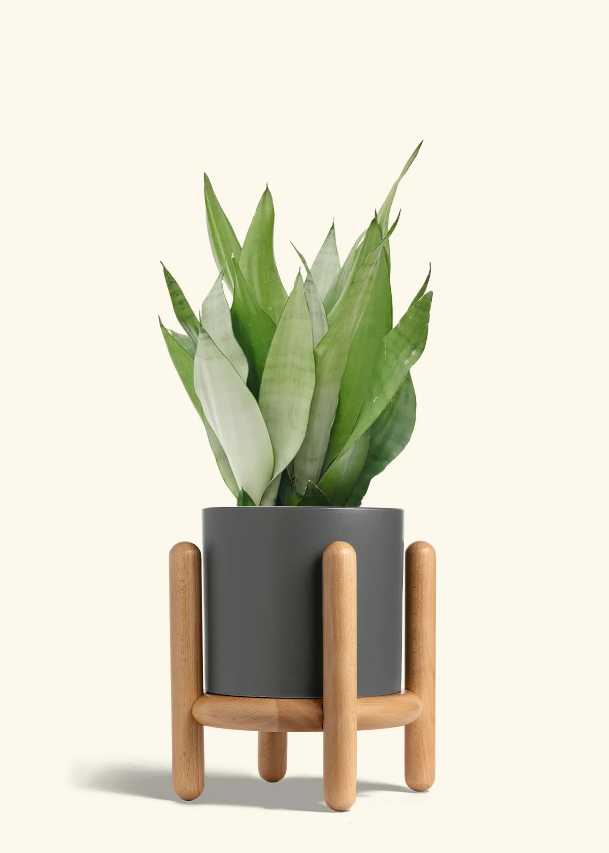 Moonshine Snake Plant - Image 40