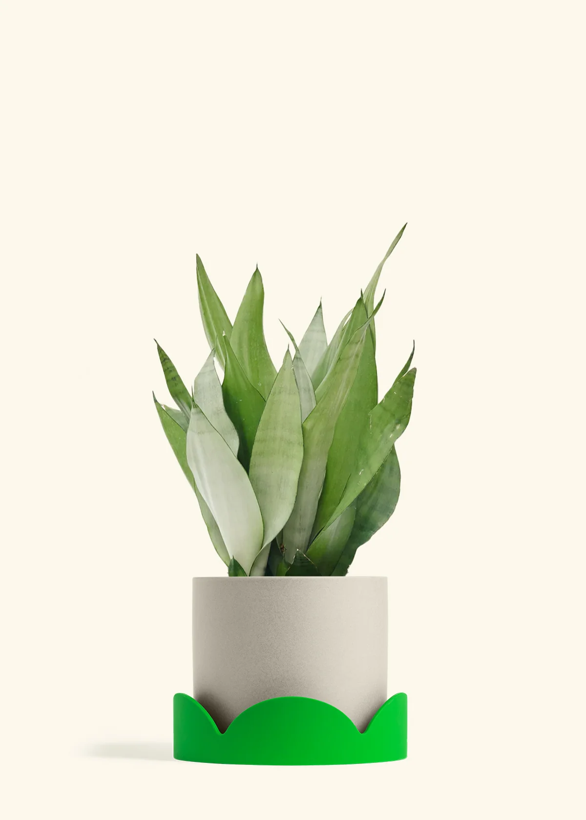 Moonshine Snake Plant - Image 41