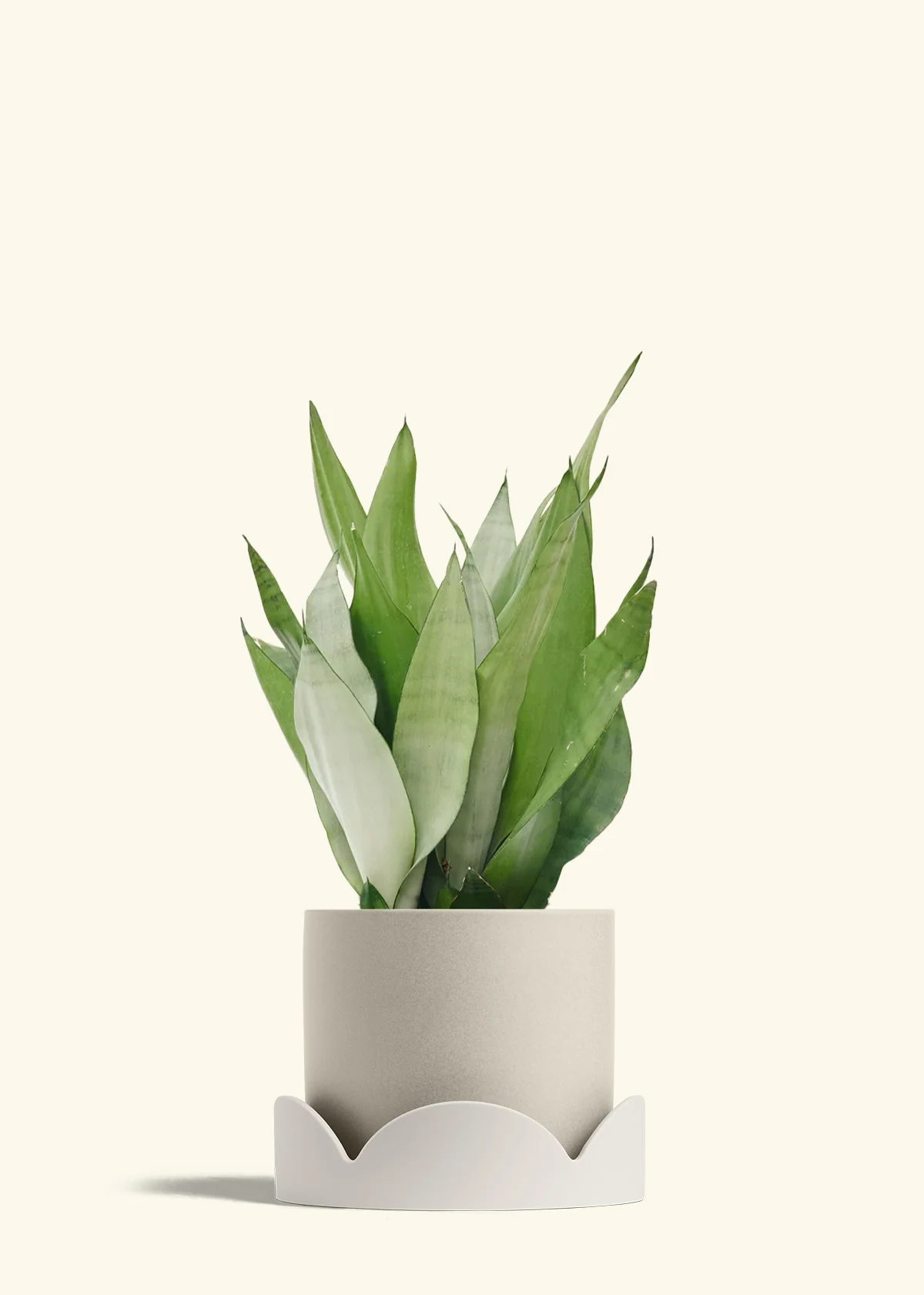 Moonshine Snake Plant - Image 42