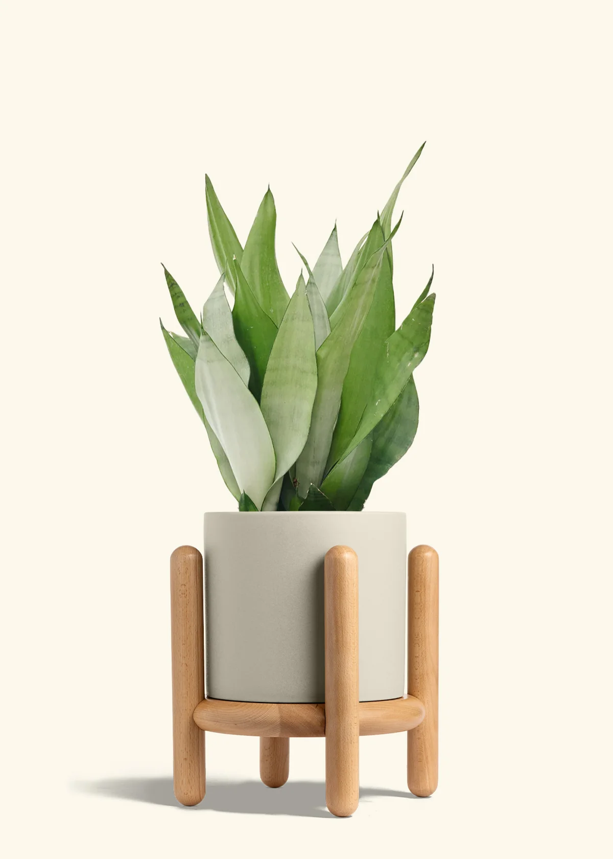 Moonshine Snake Plant - Image 43