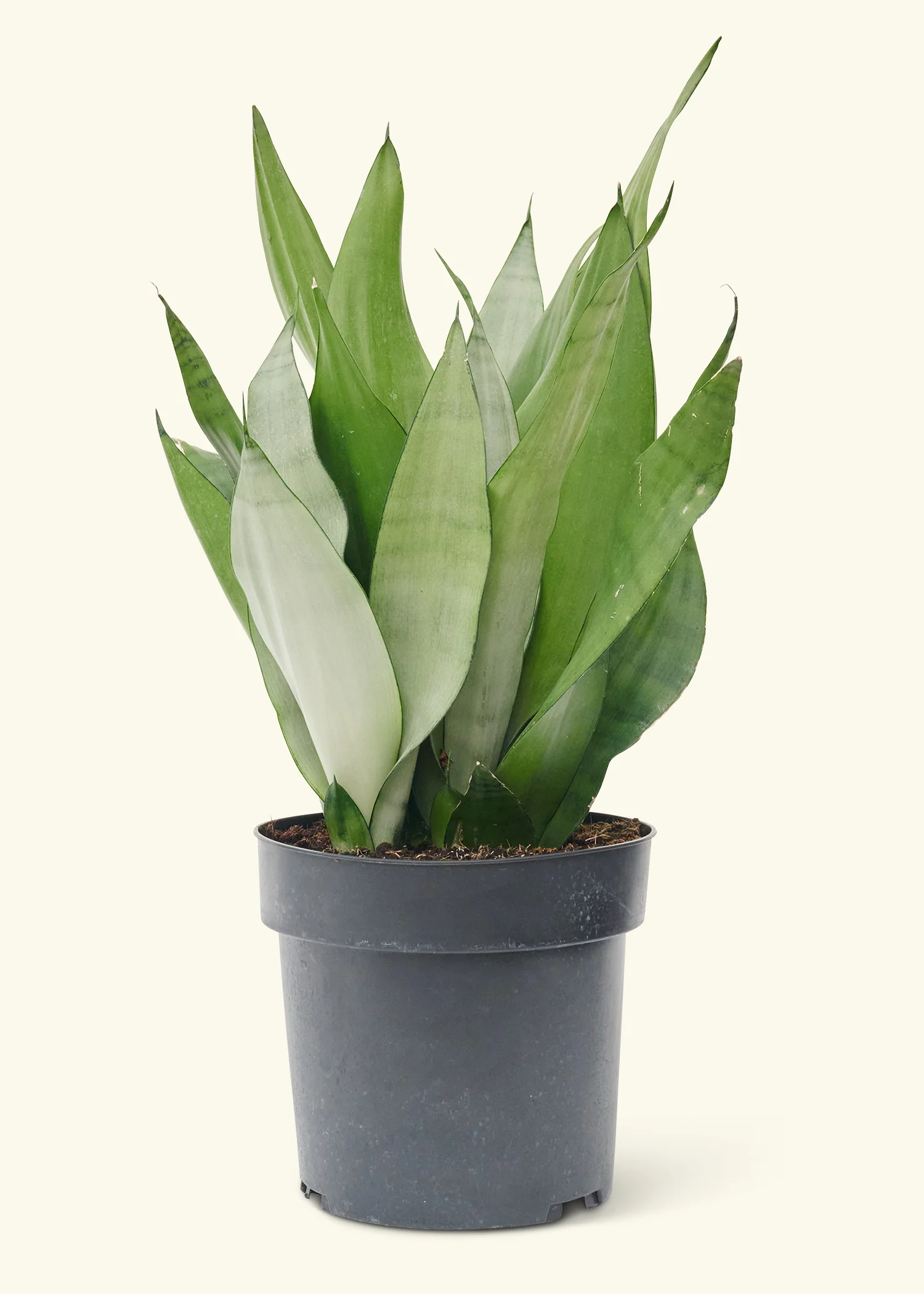 Moonshine Snake Plant - Image 44