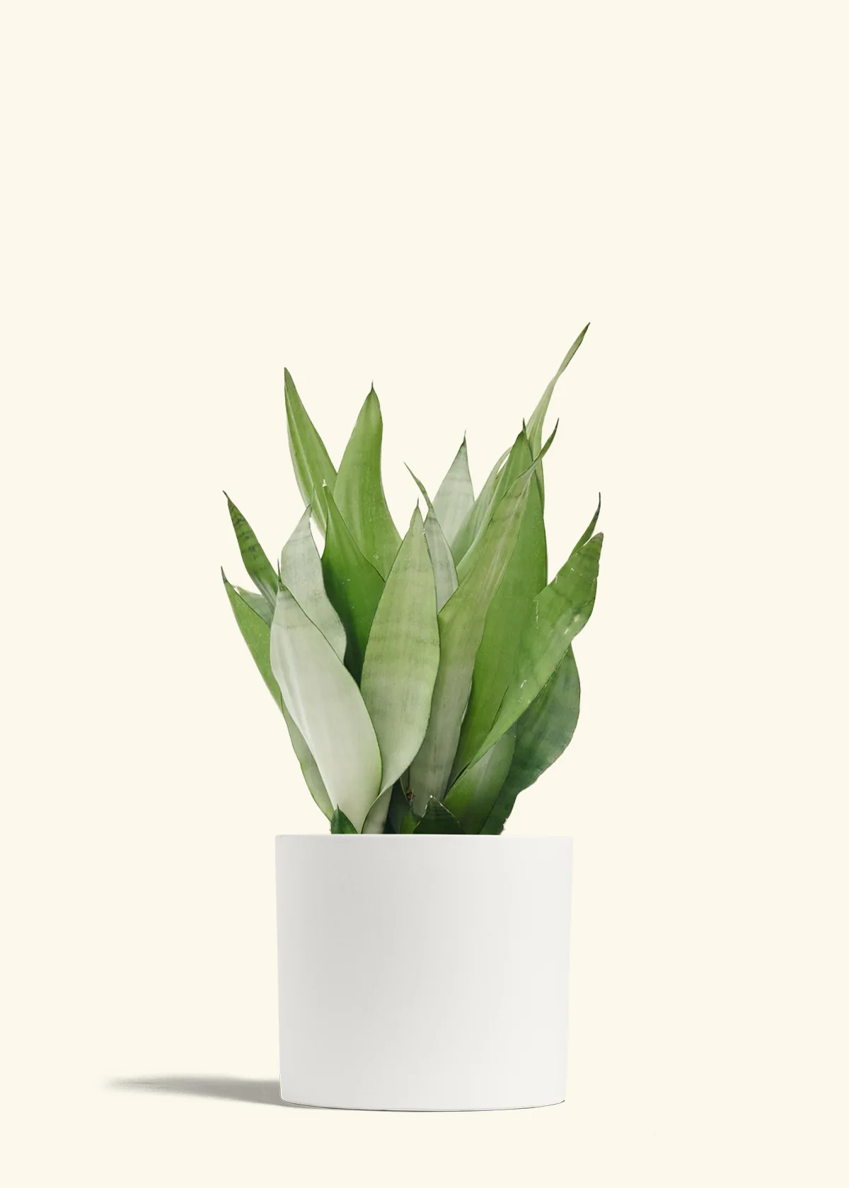 Moonshine Snake Plant - Image 45