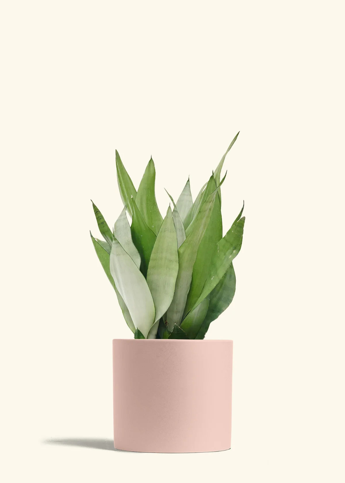 Moonshine Snake Plant - Image 46