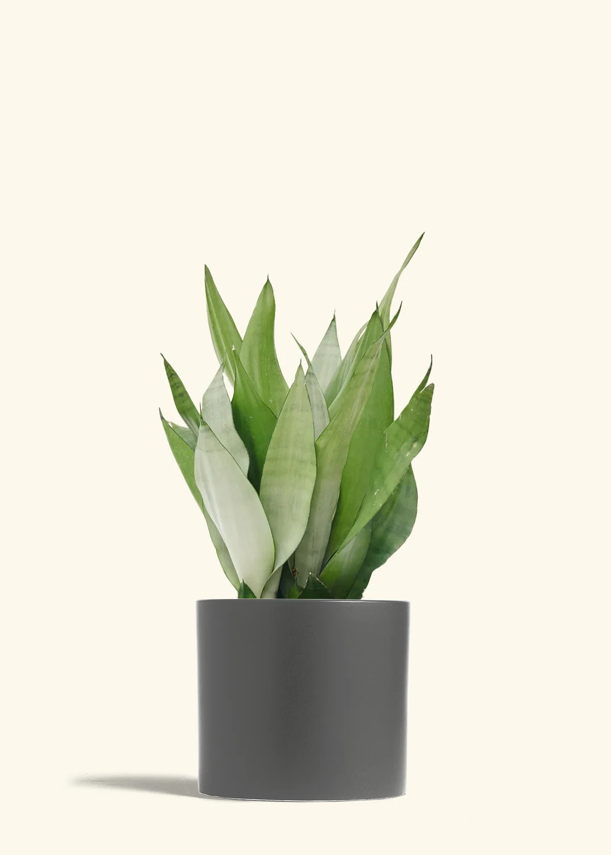 Moonshine Snake Plant - Image 47