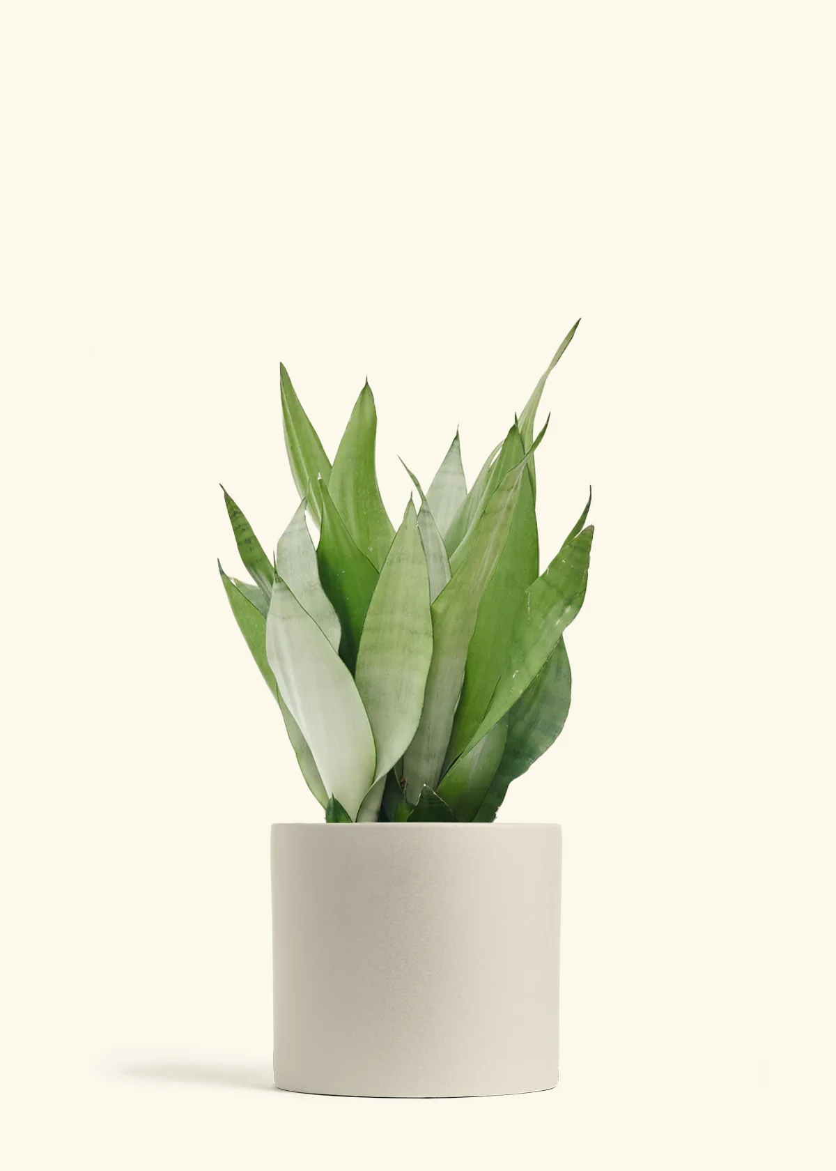 Moonshine Snake Plant - Image 48