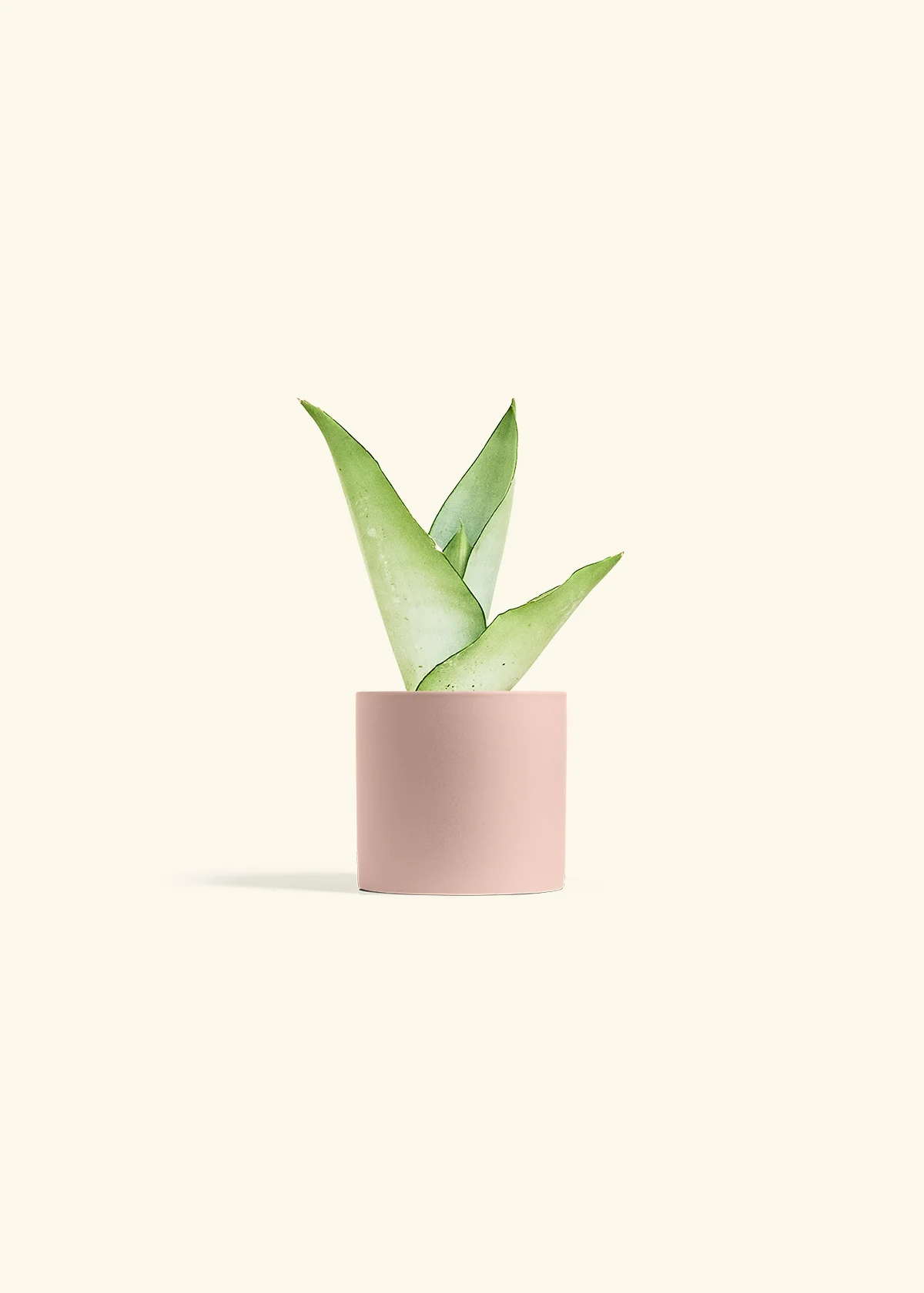Moonshine Snake Plant - Image 5
