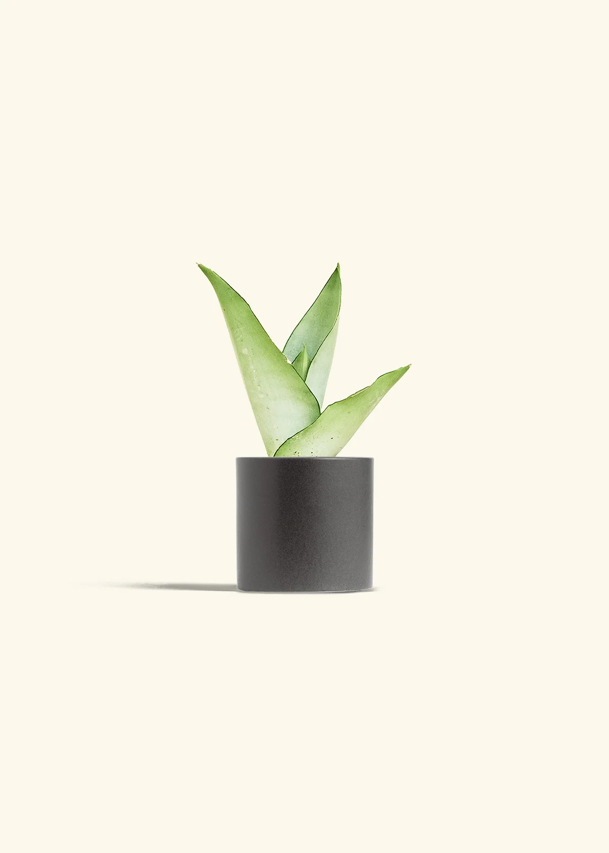 Moonshine Snake Plant - Image 6