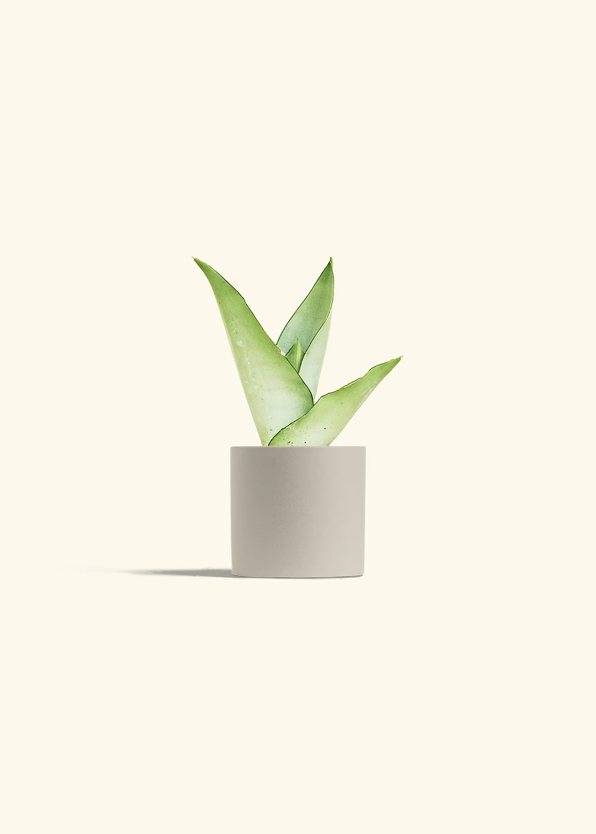 Moonshine Snake Plant - Image 7