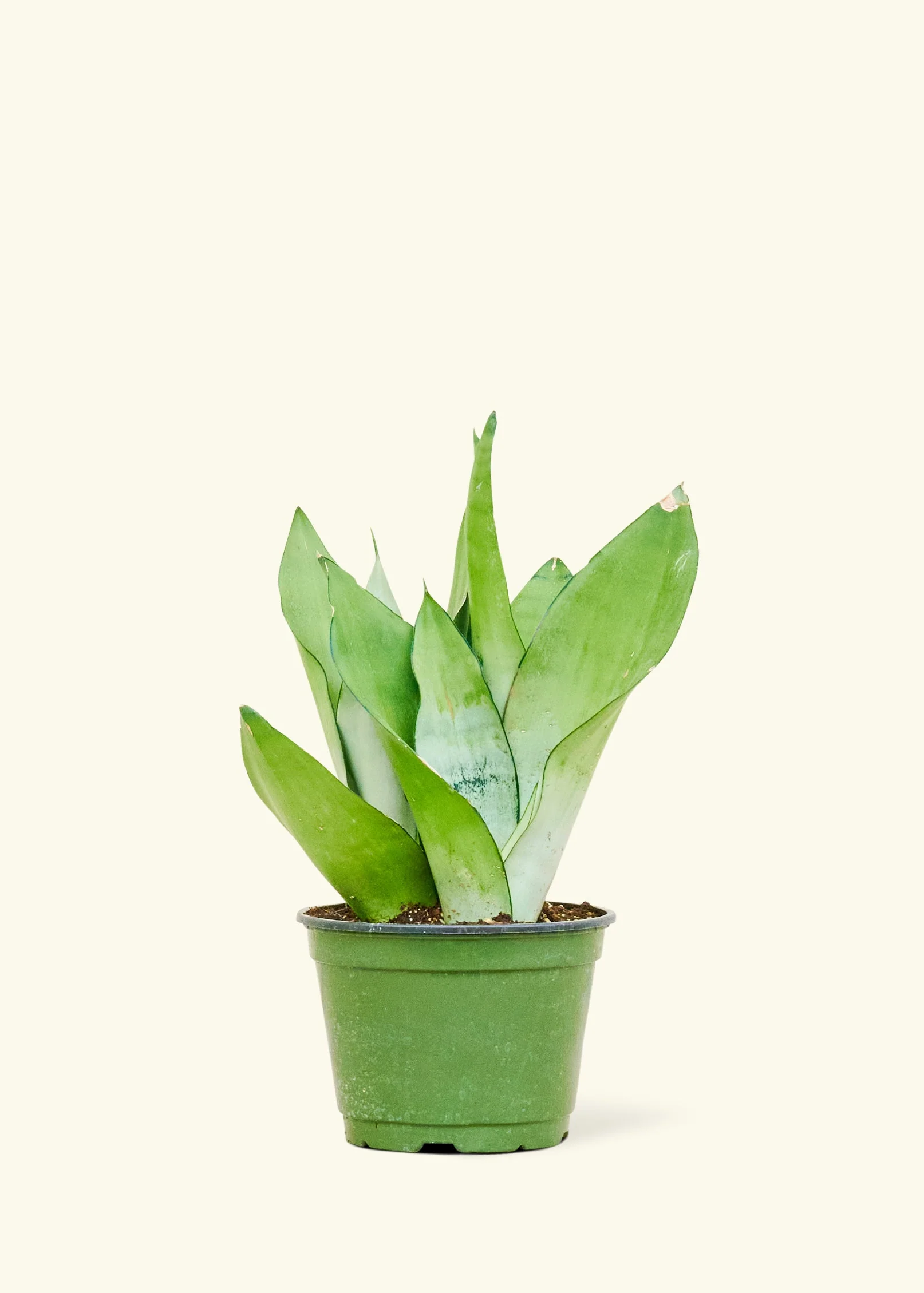 Moonshine Snake Plant - Image 8