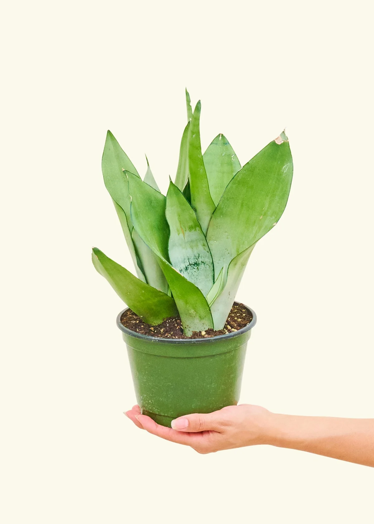 Moonshine Snake Plant - Image 9