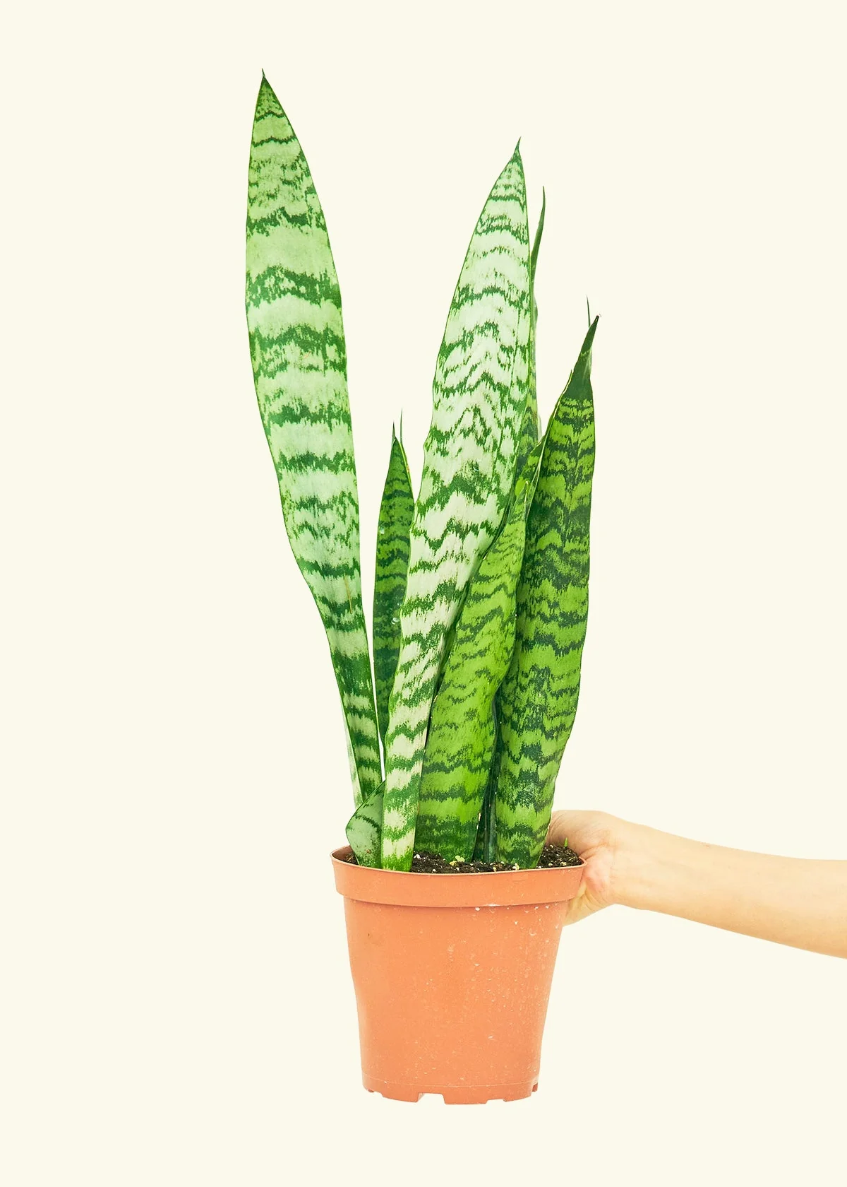 Snake Plant 'Zeylanica' - Image 10