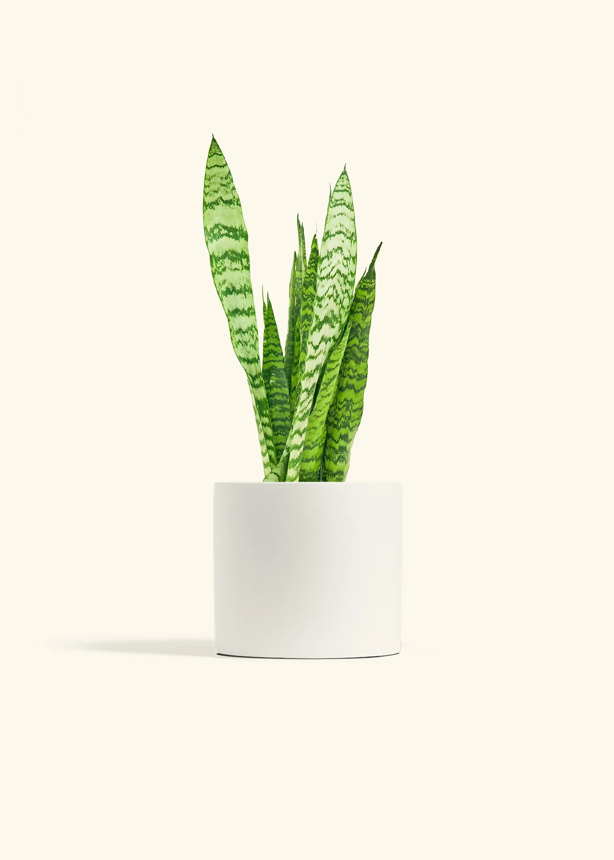 Snake Plant 'Zeylanica' - Image 11