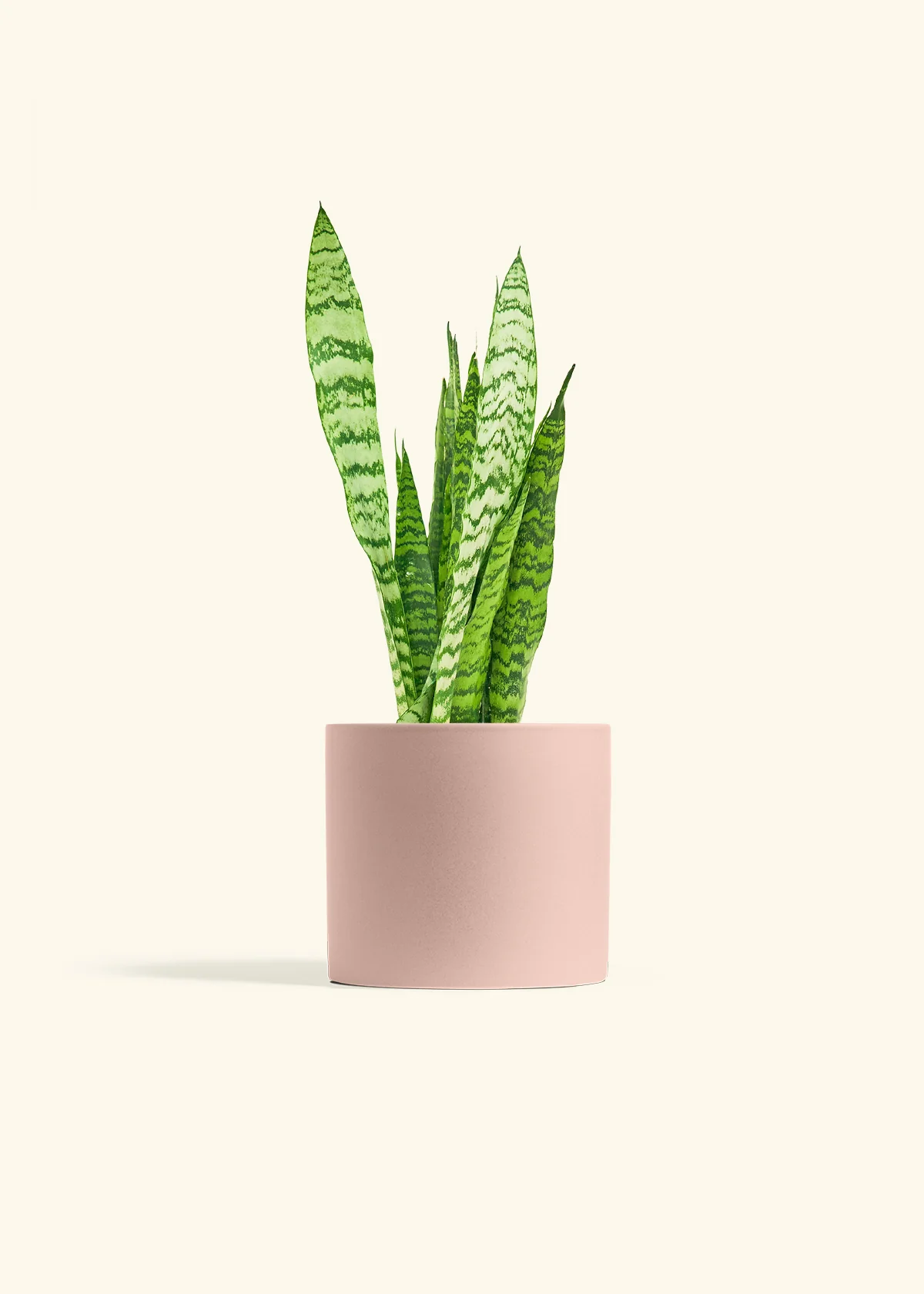 Snake Plant 'Zeylanica' - Image 12