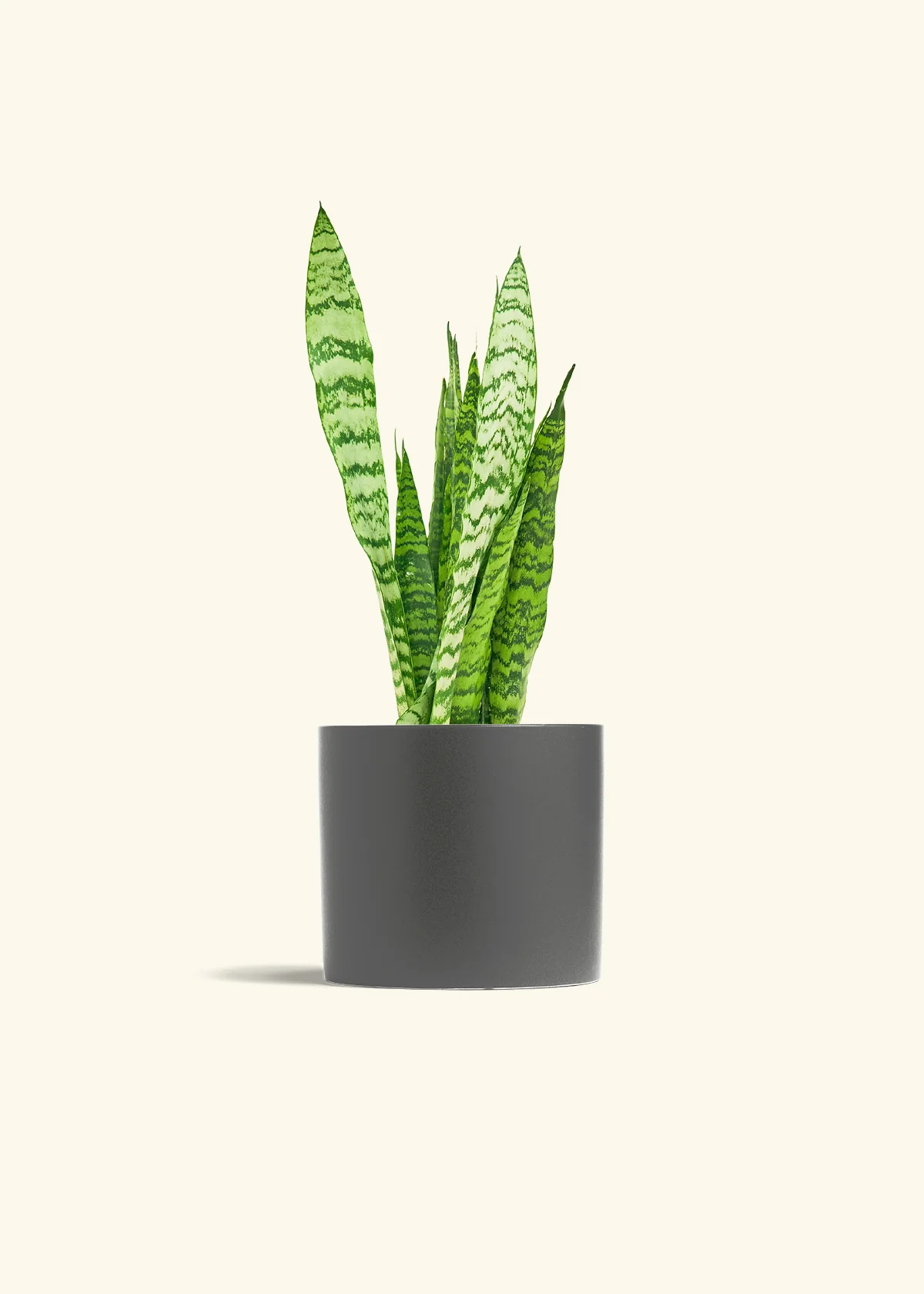 Snake Plant 'Zeylanica' - Image 13