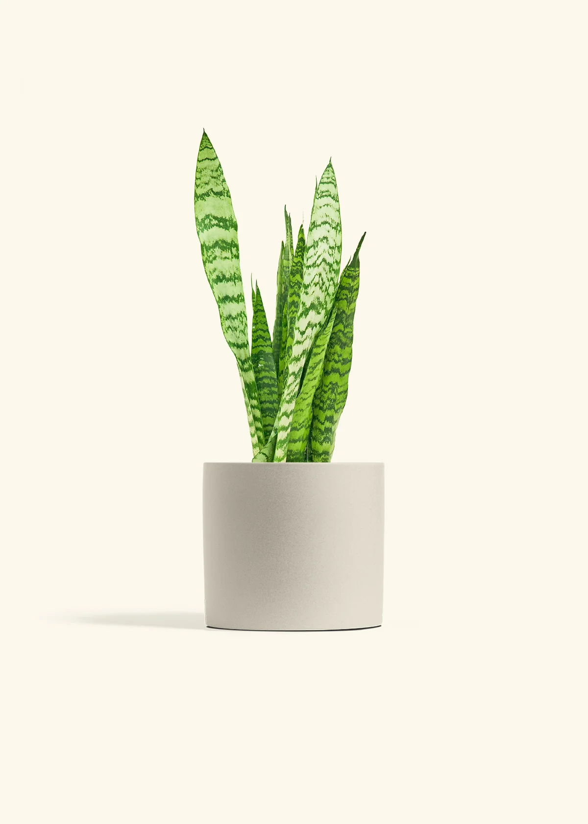 Snake Plant 'Zeylanica' - Image 14