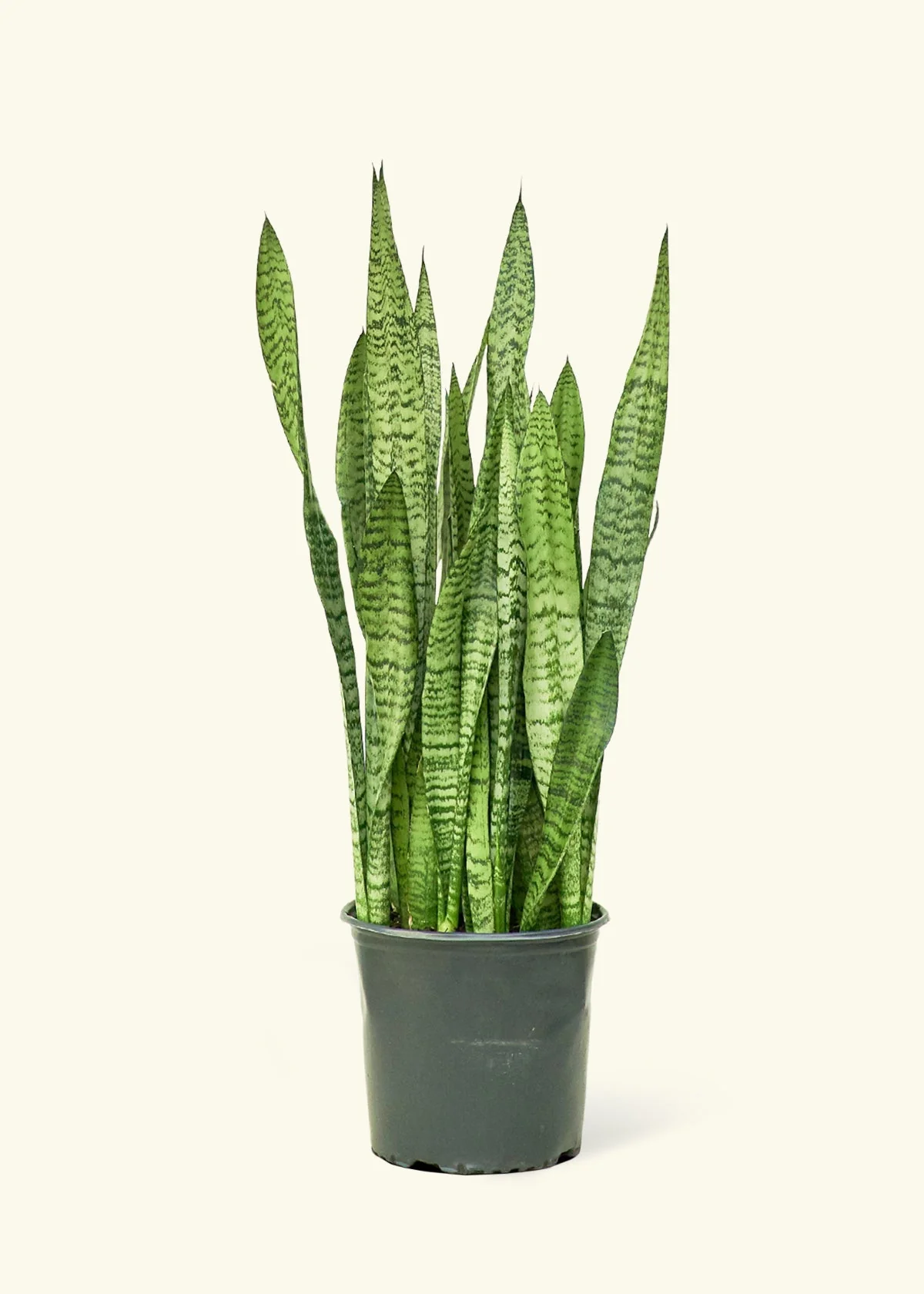 Snake Plant 'Zeylanica' - Image 15